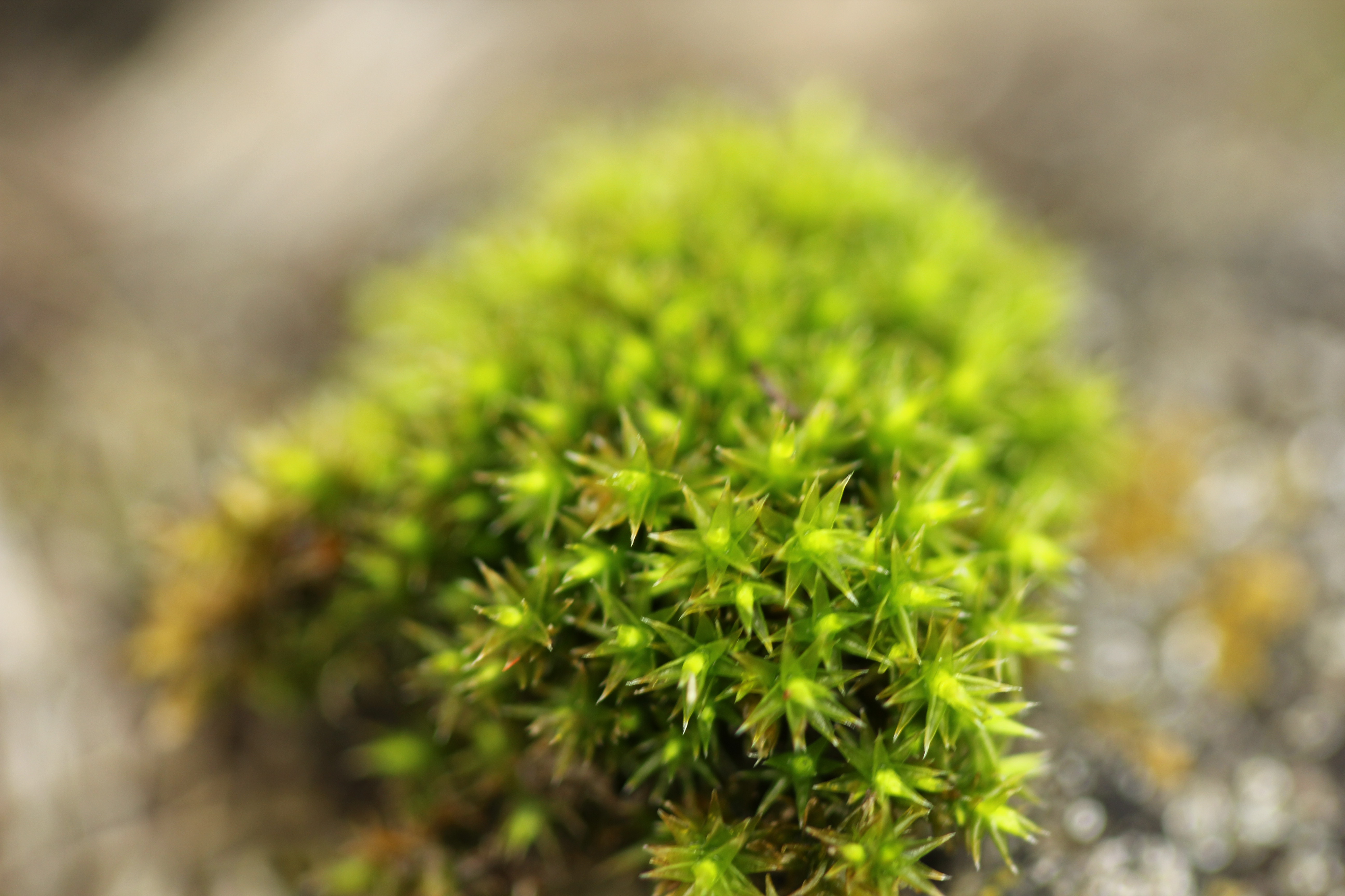 Star moss colony on stone — each frond a perfect neon-green star, hundreds of identical forms repeating at the same angle, the whole mound built from the same decision made again and again