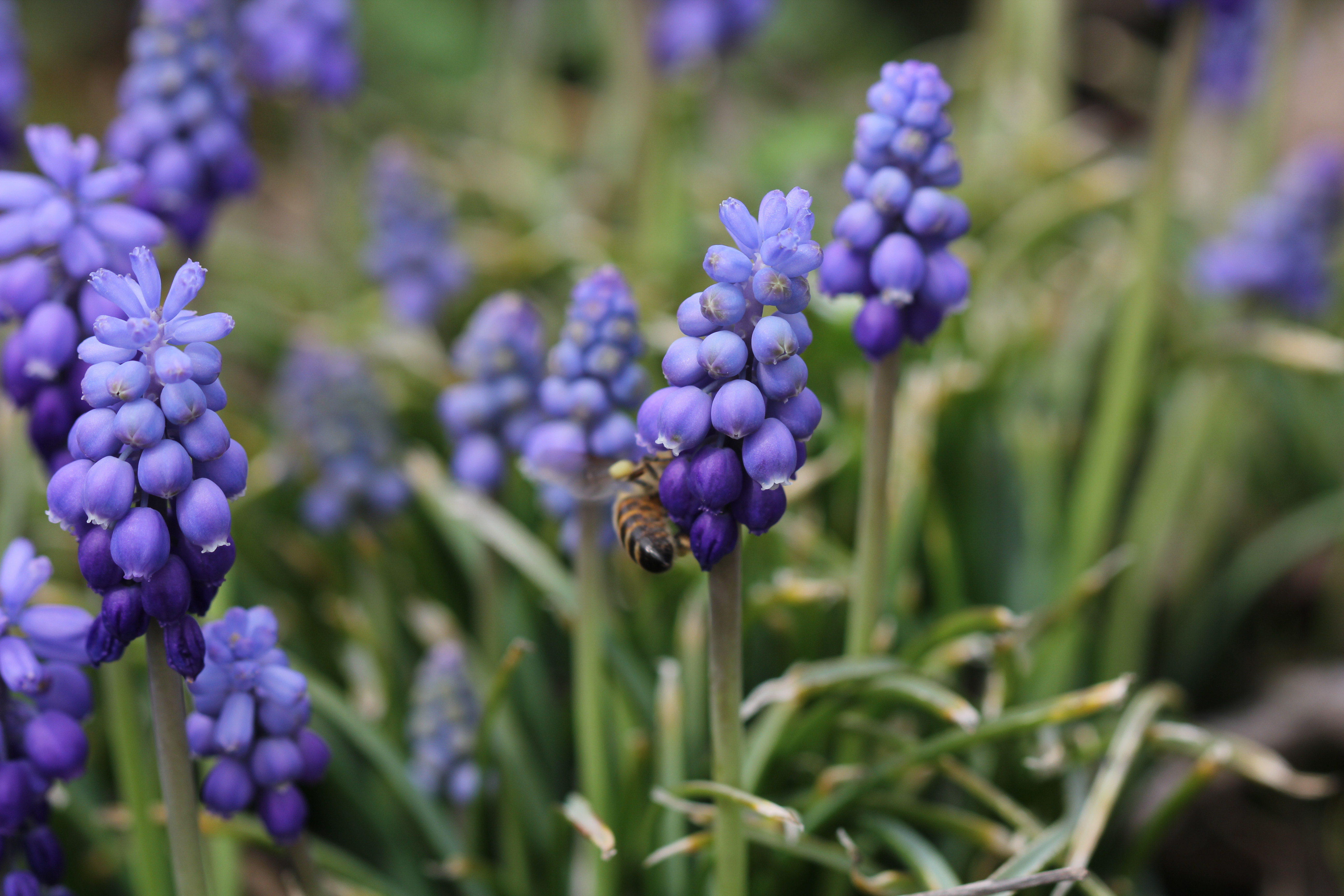 Grape hyacinths with a honey bee threading between the florets — the bee's body fits exactly the gap the flower evolved to offer it, the pattern of the plant written in the shape of its visitor