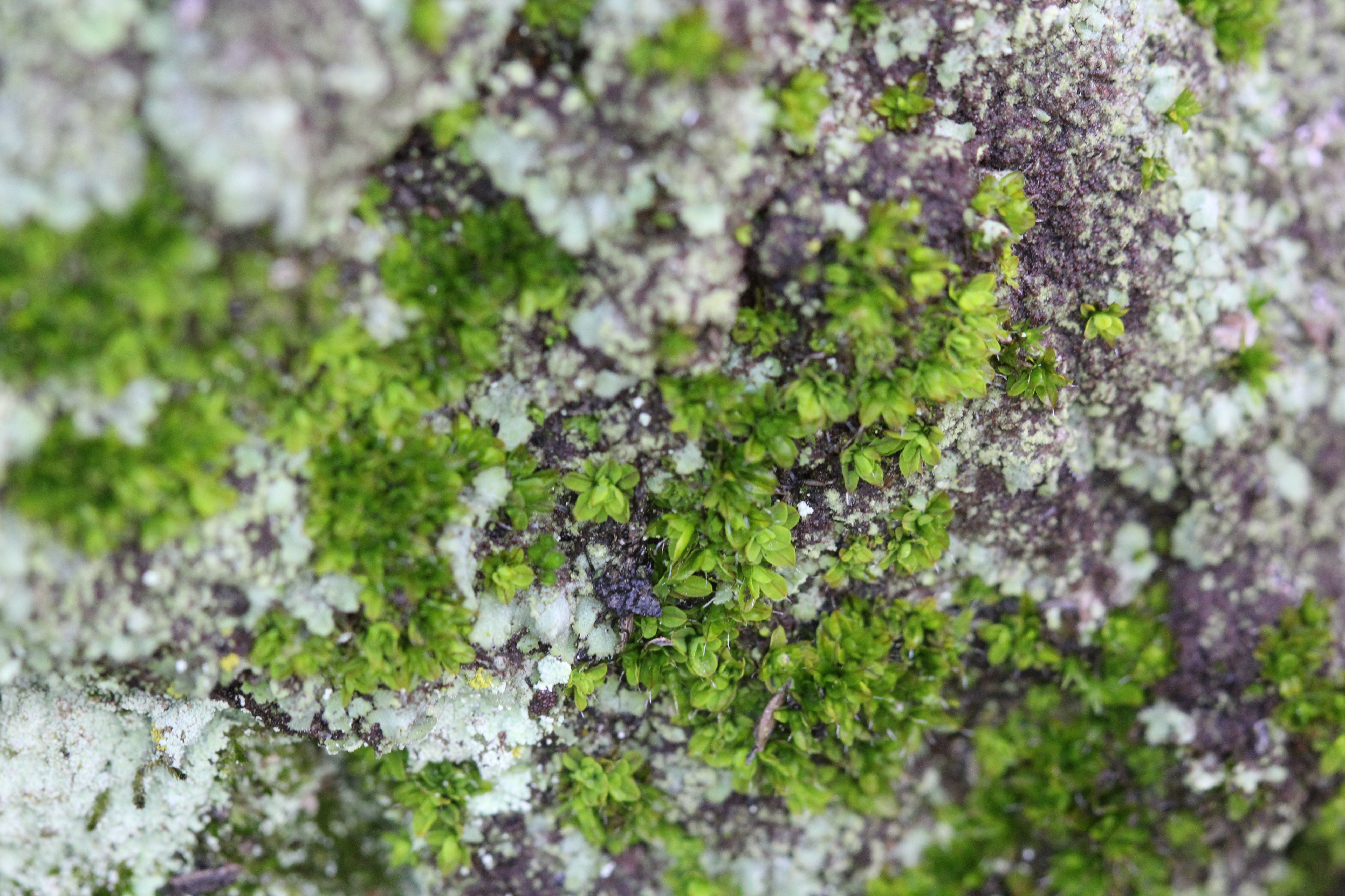 Liverwort and crustose lichen on purple-tinged stone — tiny bright green leaflets among pale grey patches, a whole ecosystem in less than a handspan