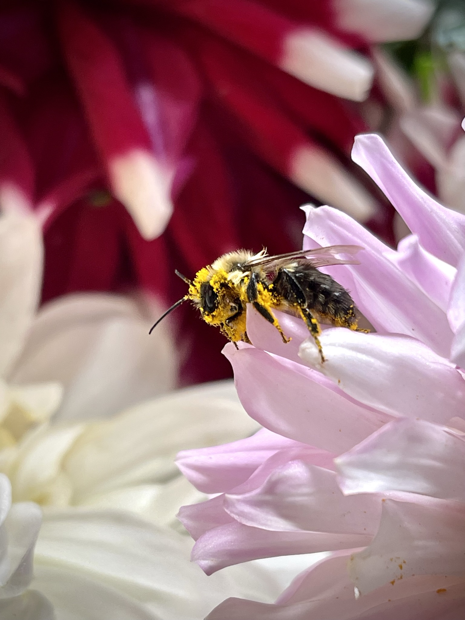 Bumblebee on a pink flower, her entire body — face, thorax, legs, joints of her antennae — encrusted in vivid yellow pollen. Individual grains visible.