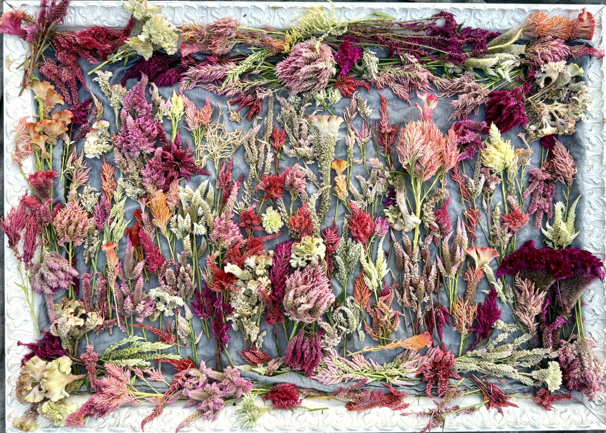 The full celosia and gomphrena collection spread on blue linen in an ornate white frame — dozens of specimens in crimson, pink, ivory, and rust