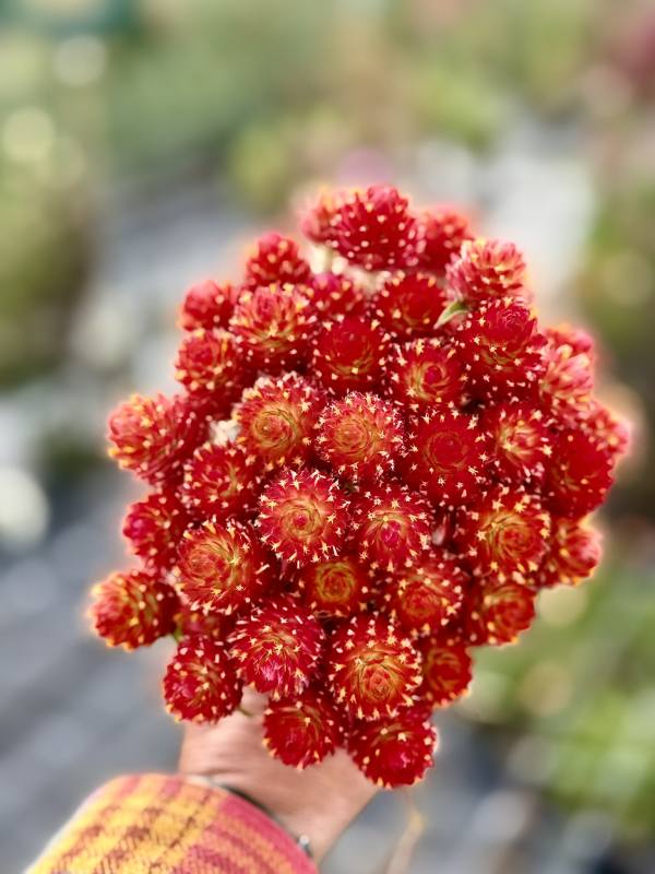 A hand holding a bunch of vivid red gomphrena — dozens of globe-shaped heads in deep crimson with yellow centers