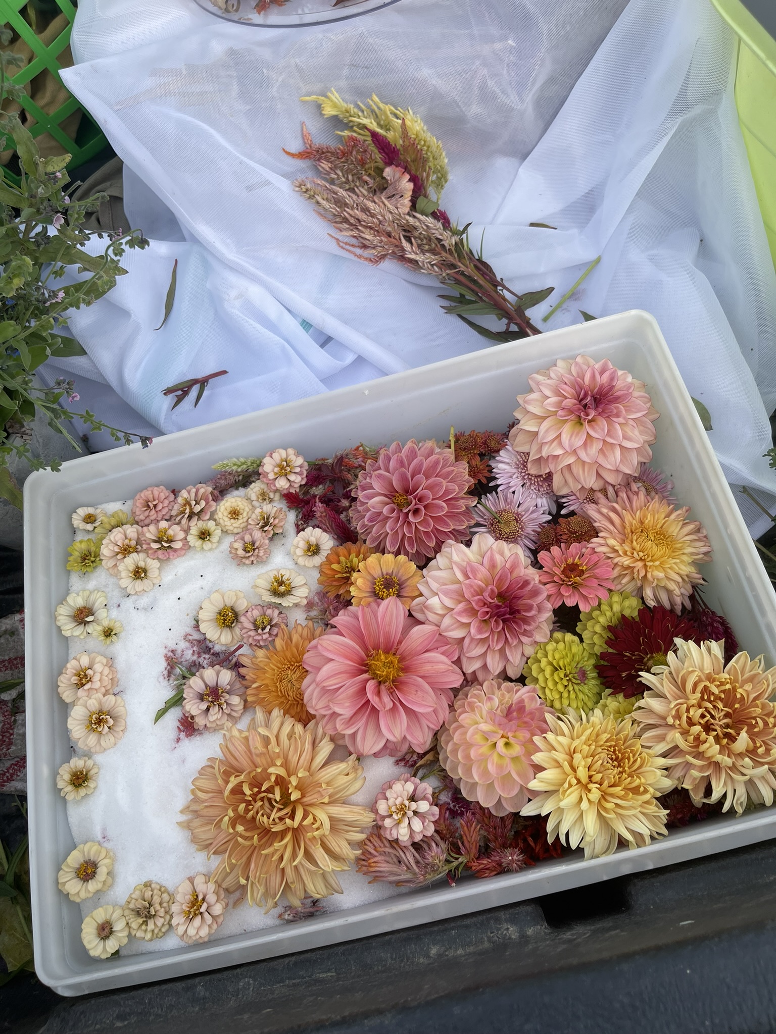 A white tray of dahlias and zinnias face-up in silica gel crystals, ready to be buried