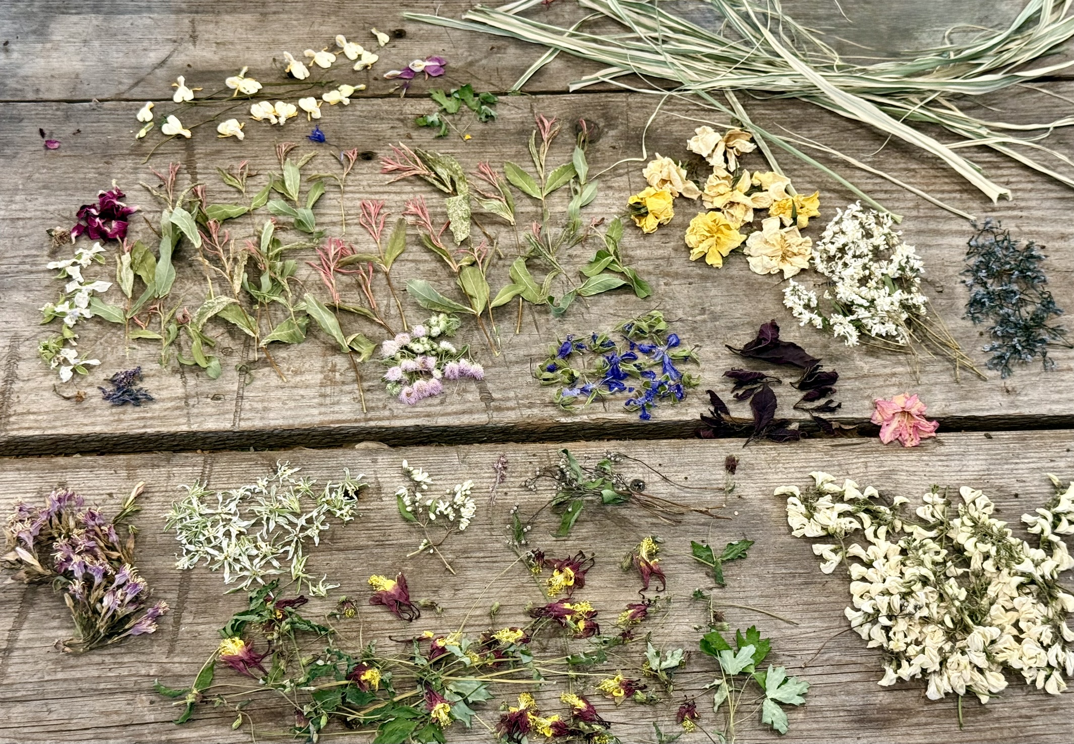 Dried botanical specimens sorted and spread across weathered wood boards — an inventory of a season's preservation