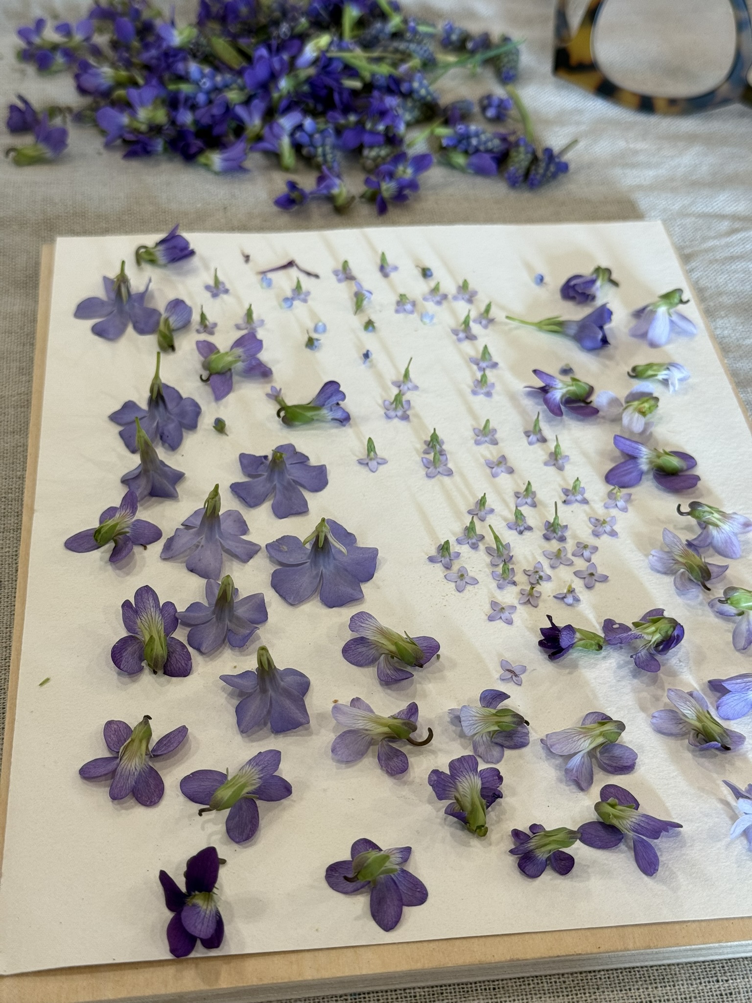 Violet blooms laid on parchment for pressing — dozens of flowers ready to go between the boards