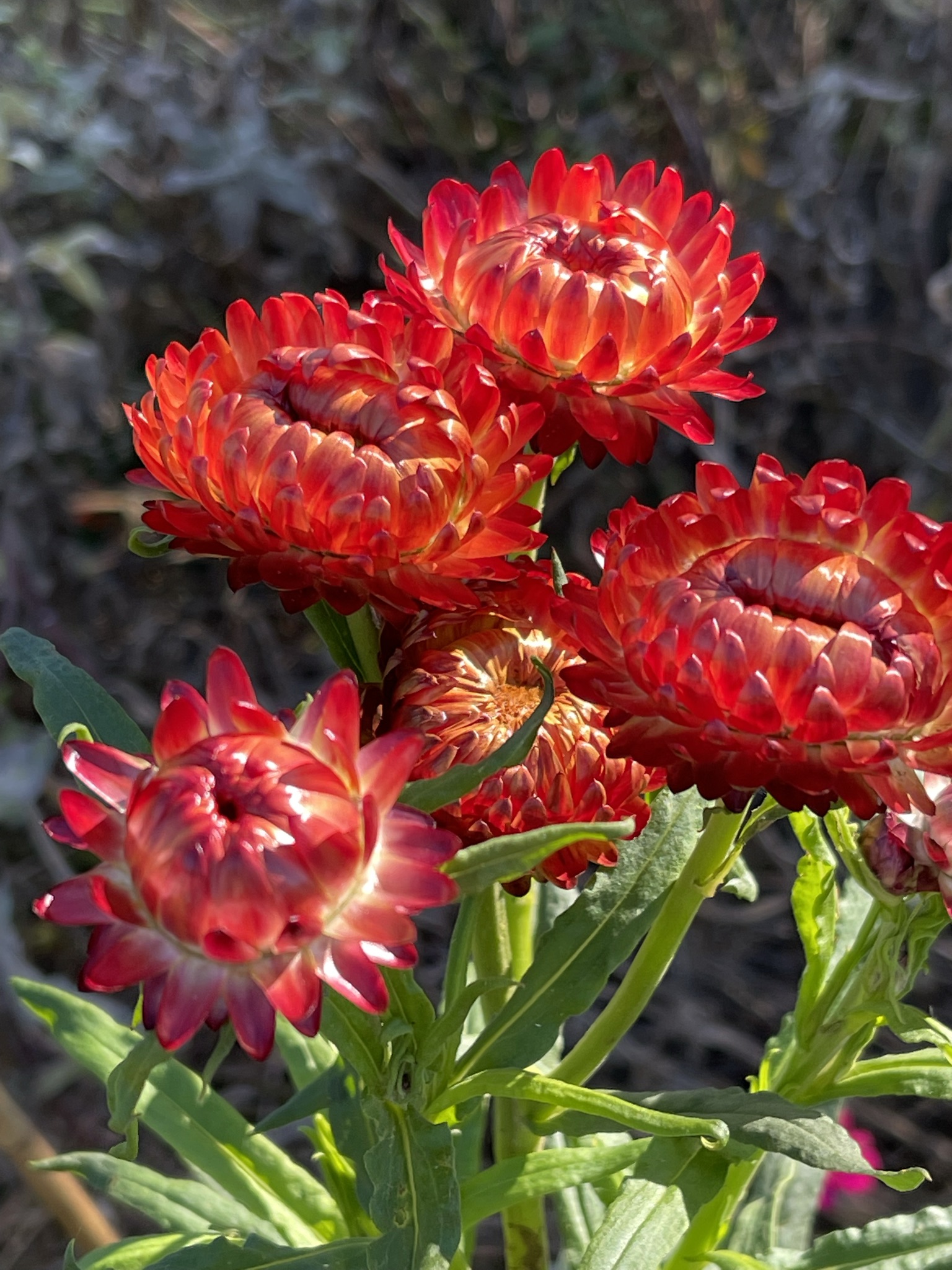 Crimson strawflowers in backlit sunlight — deep red-orange petals with spiral centers