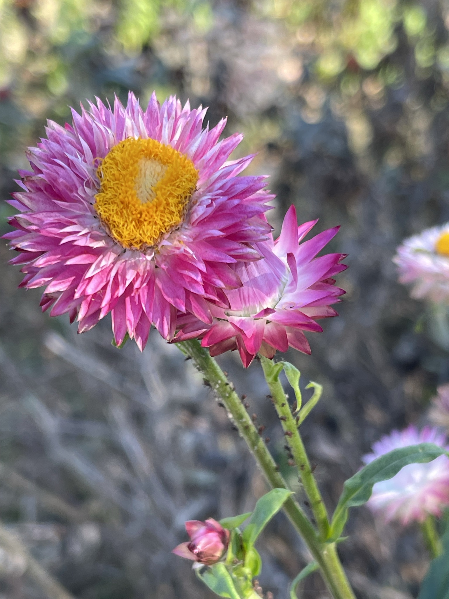 Magenta strawflower close-up, yellow center, papery petals — still on the plant
