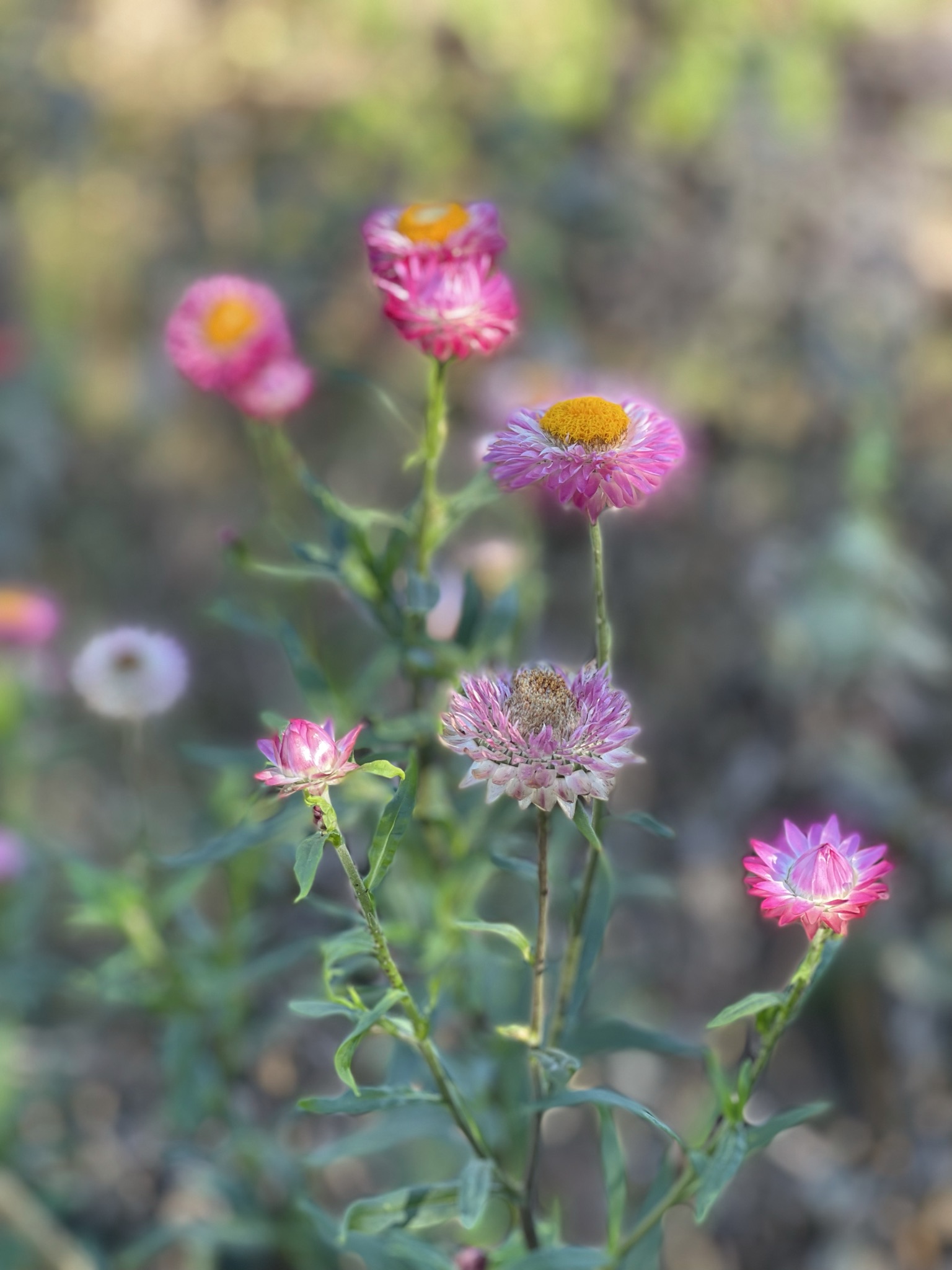 Pink strawflowers in the field, multiple stages of opening from bud to full bloom