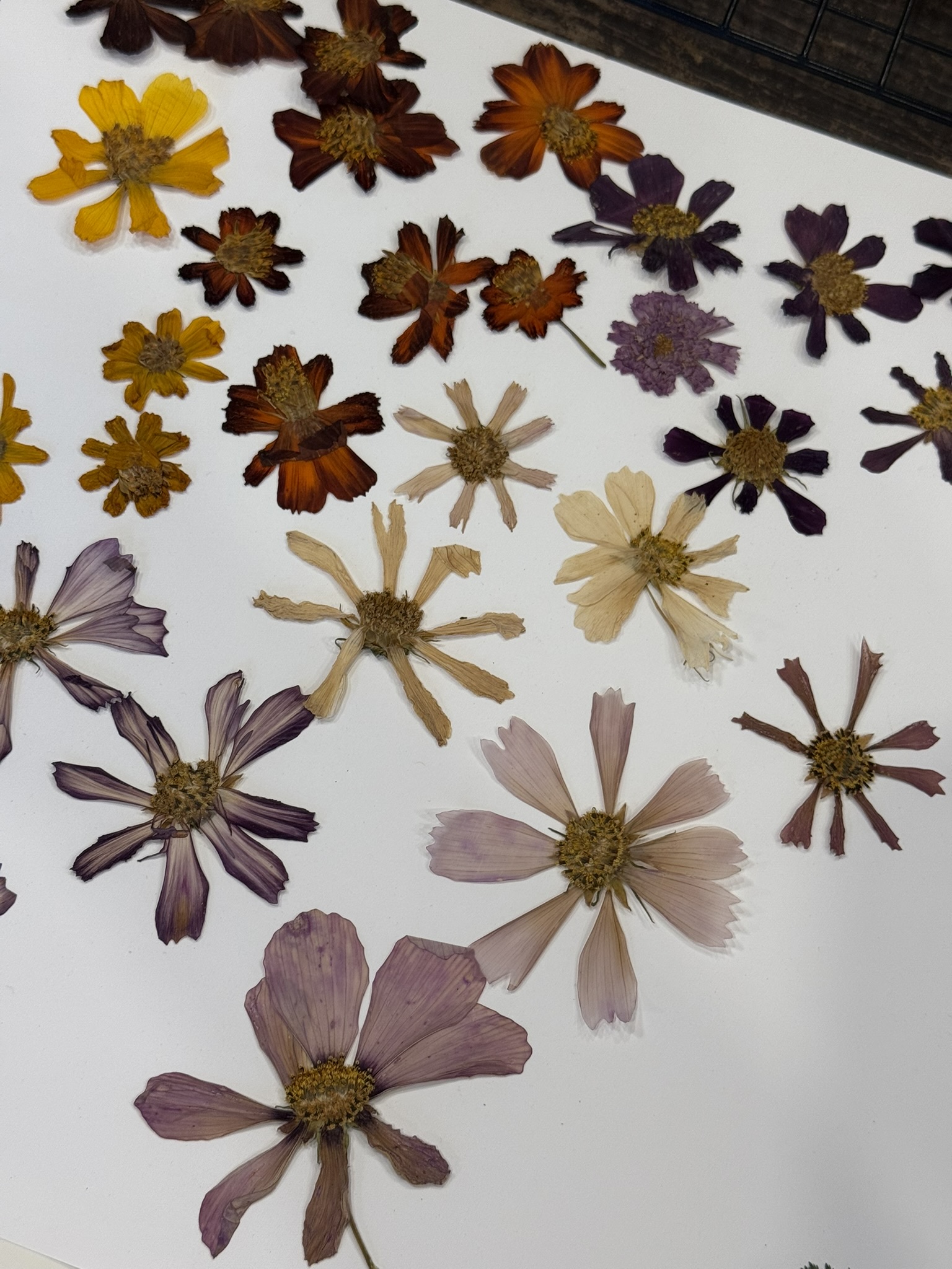 Pressed cosmos flowers in every color — gold, mahogany, rust, purple, white, lavender, pale mauve — laid out by variety on white, the full chromatic range of a single species