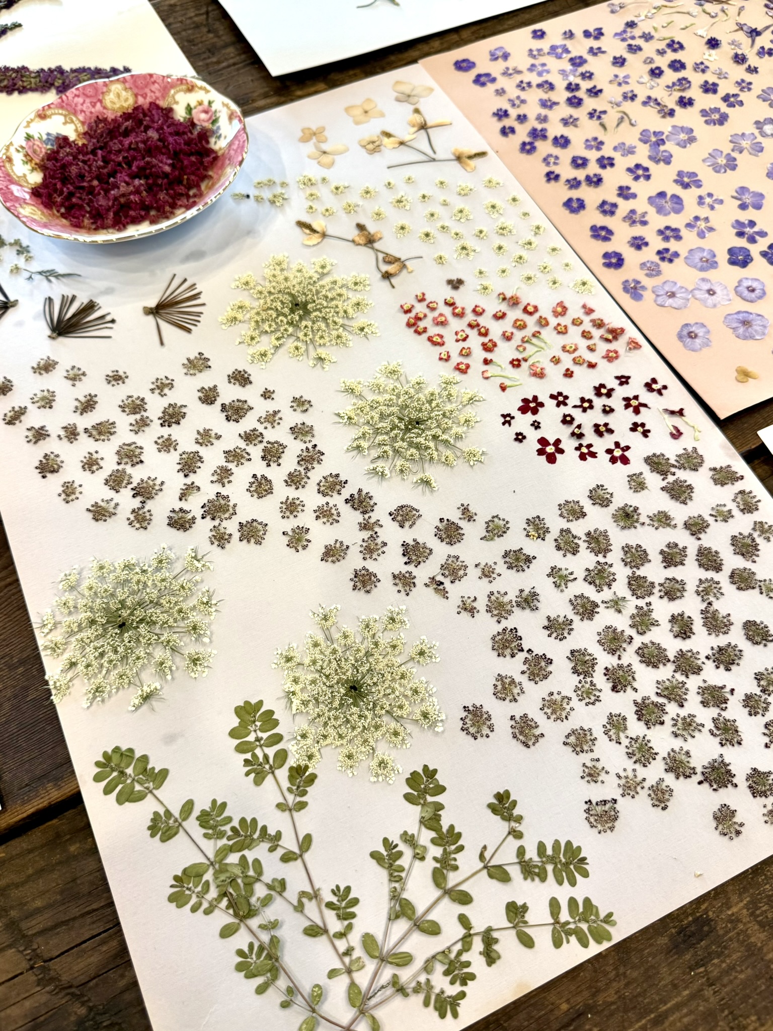 Pressed specimen inventory laid out on blotting paper — Queen Anne's lace heads, rows of coral and burgundy dehydrated verbena, purple forget-me-nots sorted by size on peach paper, fern sprays, a pink china bowl of dark celosia in the upper left