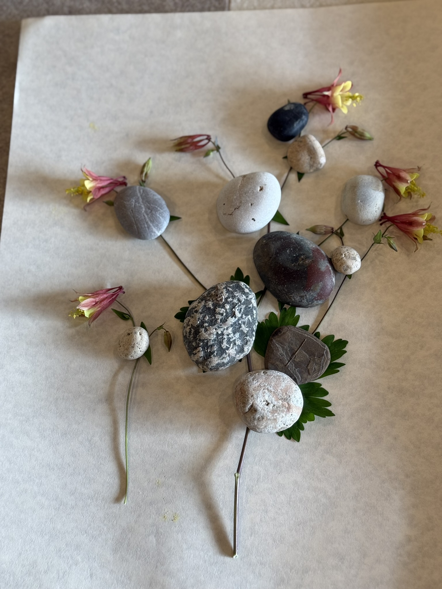Close overhead view of native red columbine stems on muslin with river stones placed precisely at each node and junction — grey, white, dark purple and speckled stones each holding a different part of the plant flat