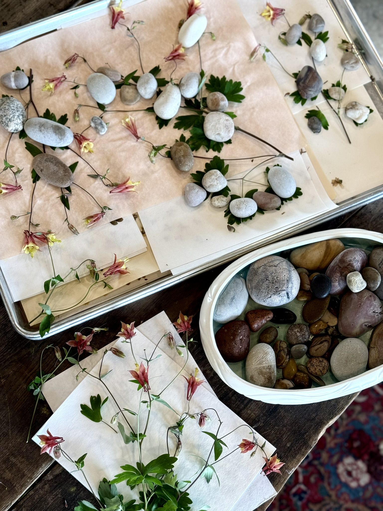 Commercial baking sheet covered with native red columbine stems on blotting paper, river stones placed deliberately at each junction and thick cluster — a ceramic bowl of stones beside it, blotting paper packets of columbine on the table below