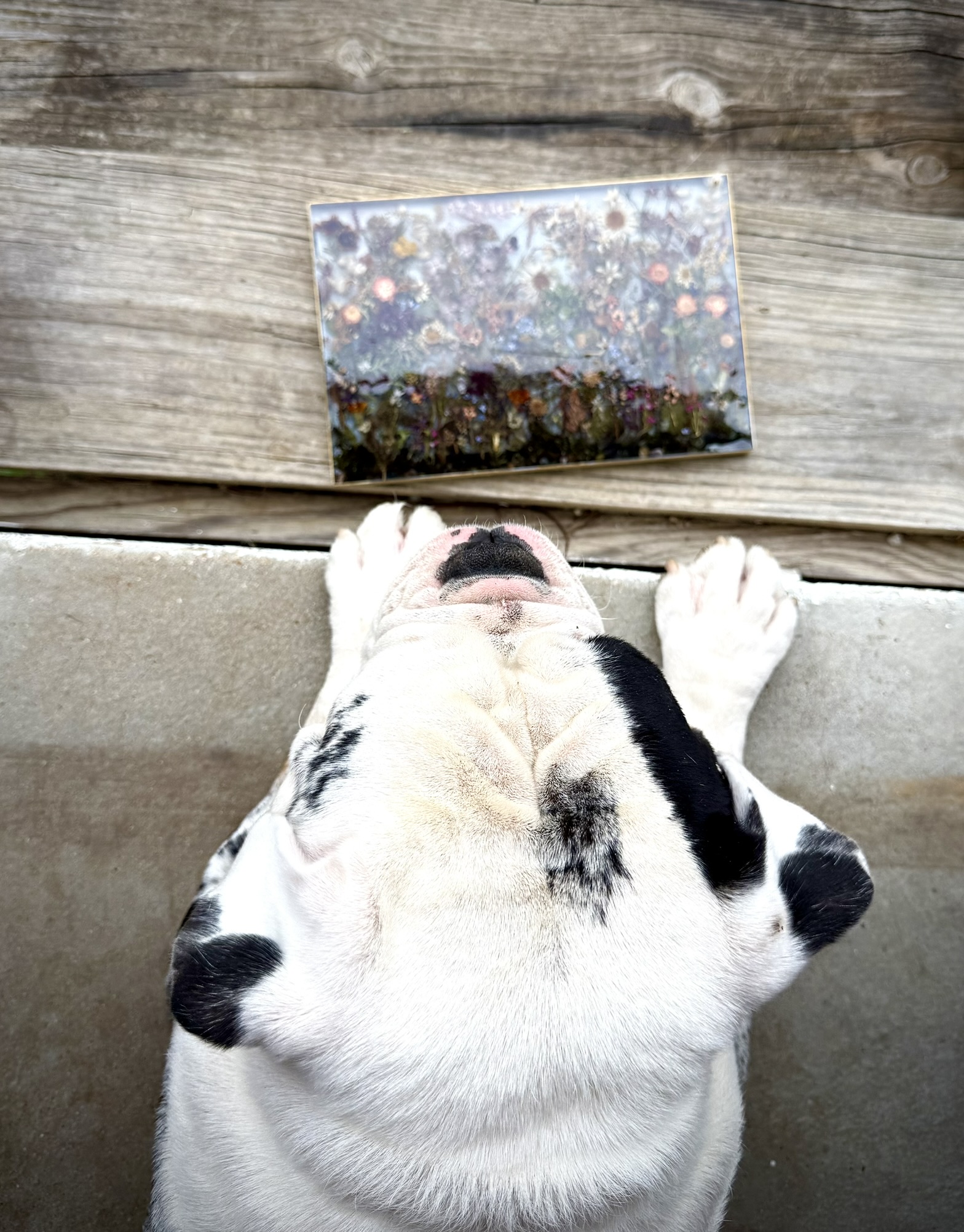 A Great Dane pressing her nose to a large resin panel covered in pressed flowers set on a deck step, both paws up, fully committed to her inspection
