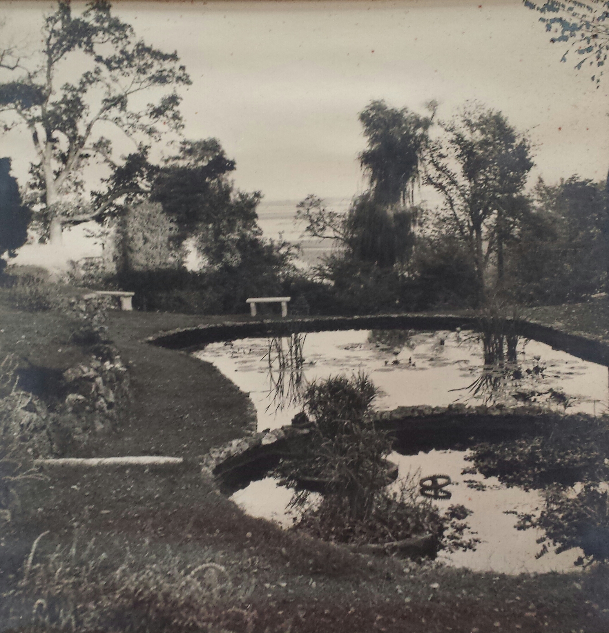 The circular lily pond up close — water lilies floating, a palm tree reflected in the still water, the Missouri River visible through the trees in the background