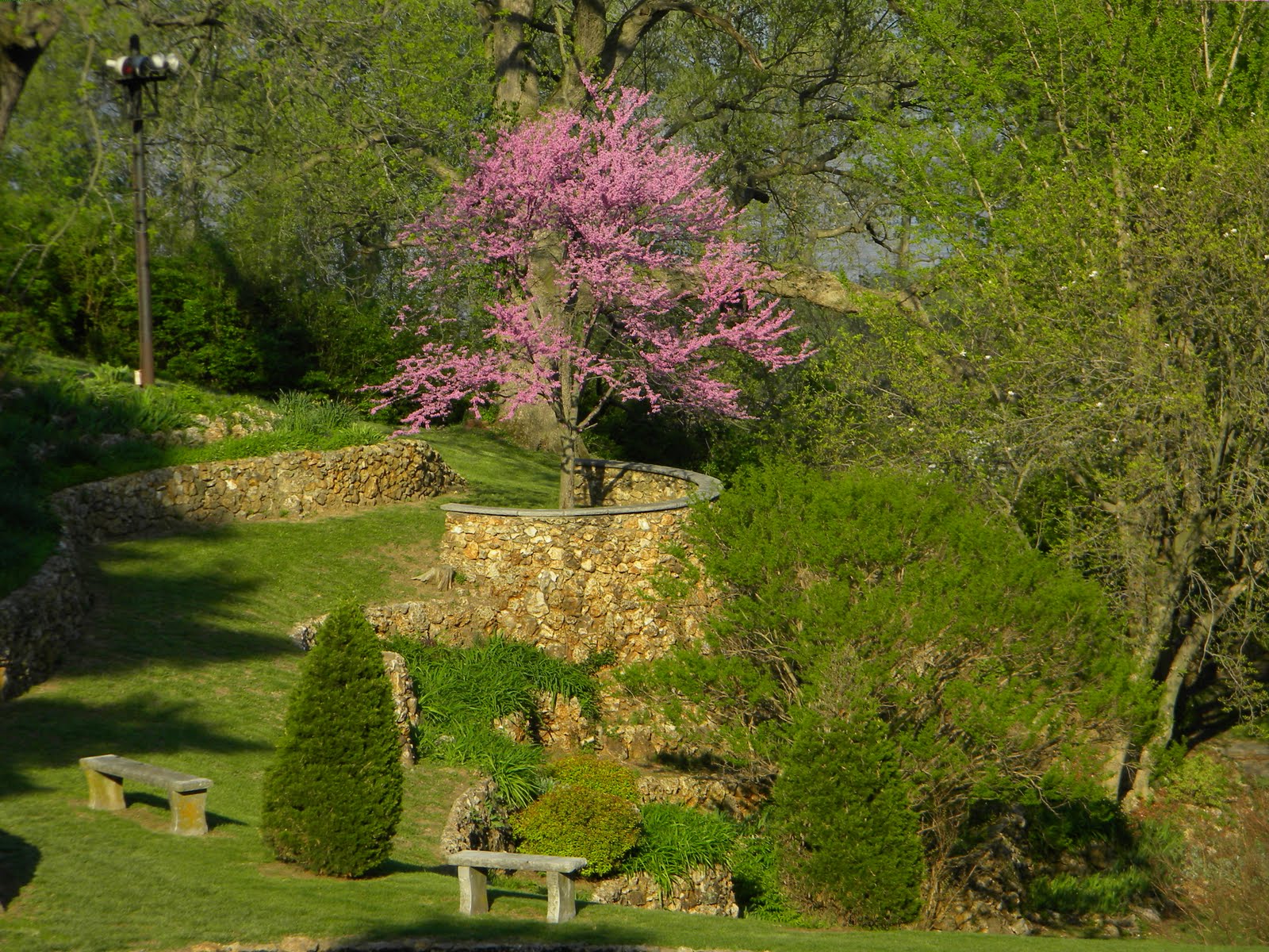The Sunken Garden today in spring — a redbud tree blooming pink against the stone terracing, stone benches, the structure still intact after a century