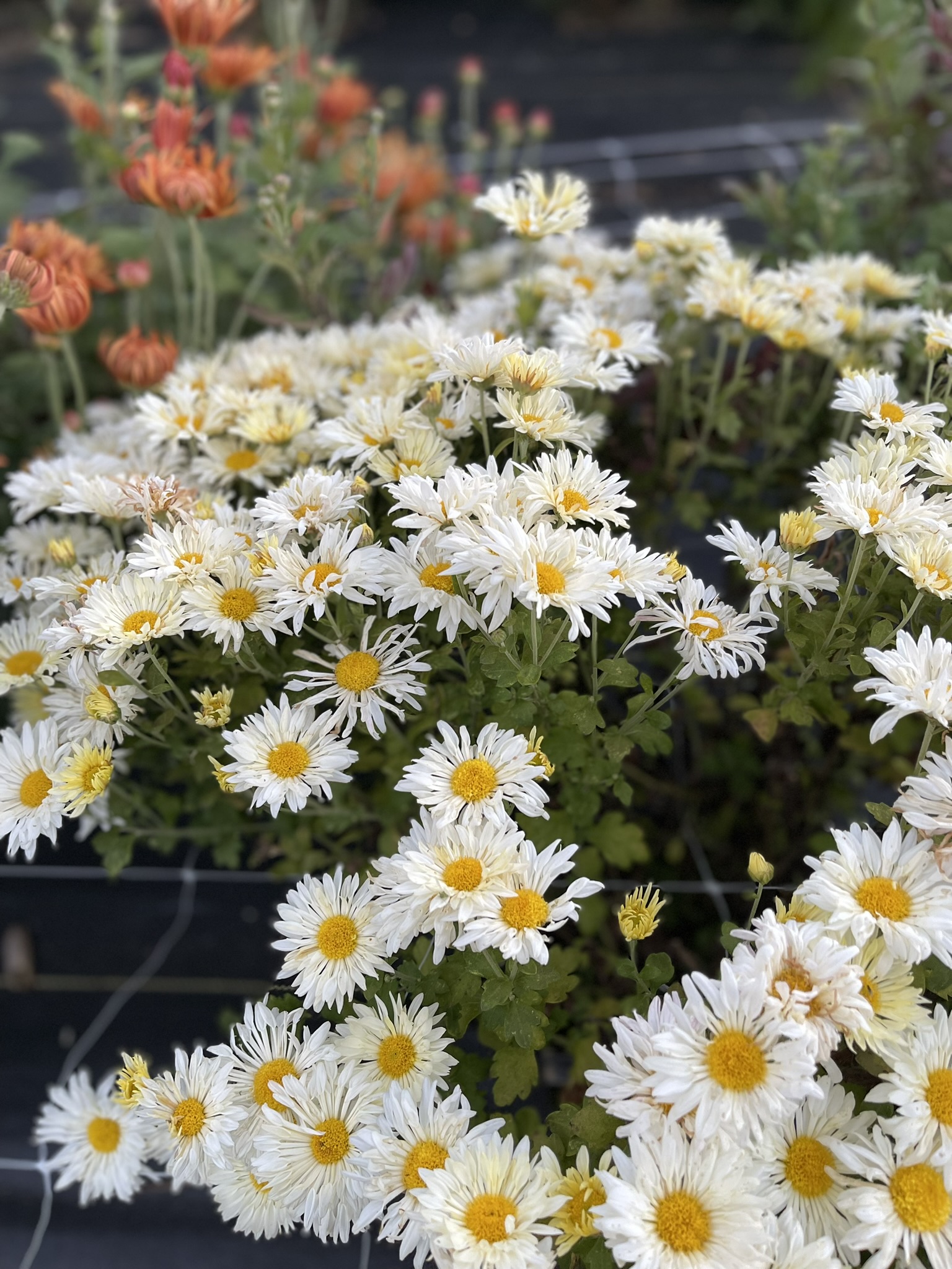 White daisy-form heirloom mums with golden centers, orange mums softly blurred behind them