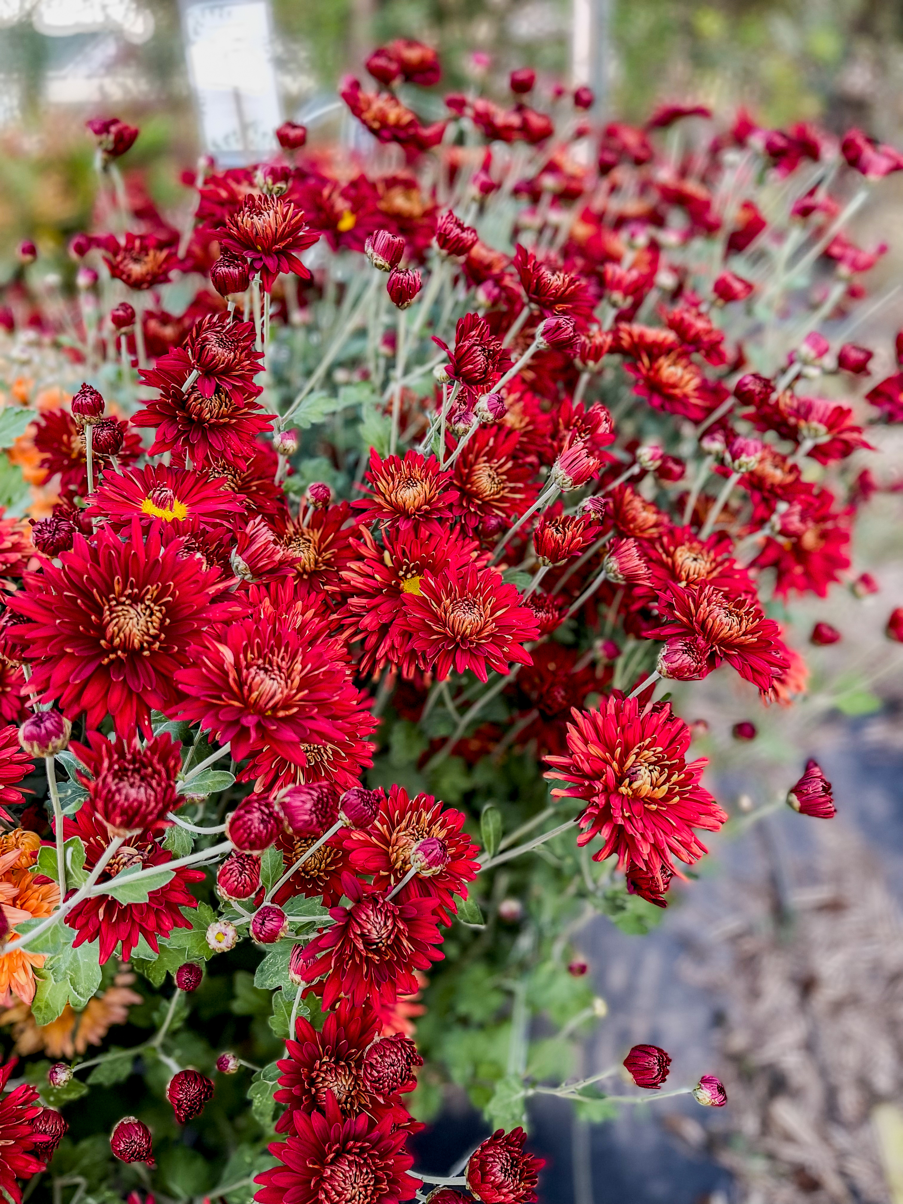 Deep crimson spider mums blooming in dense clusters, vivid against autumn