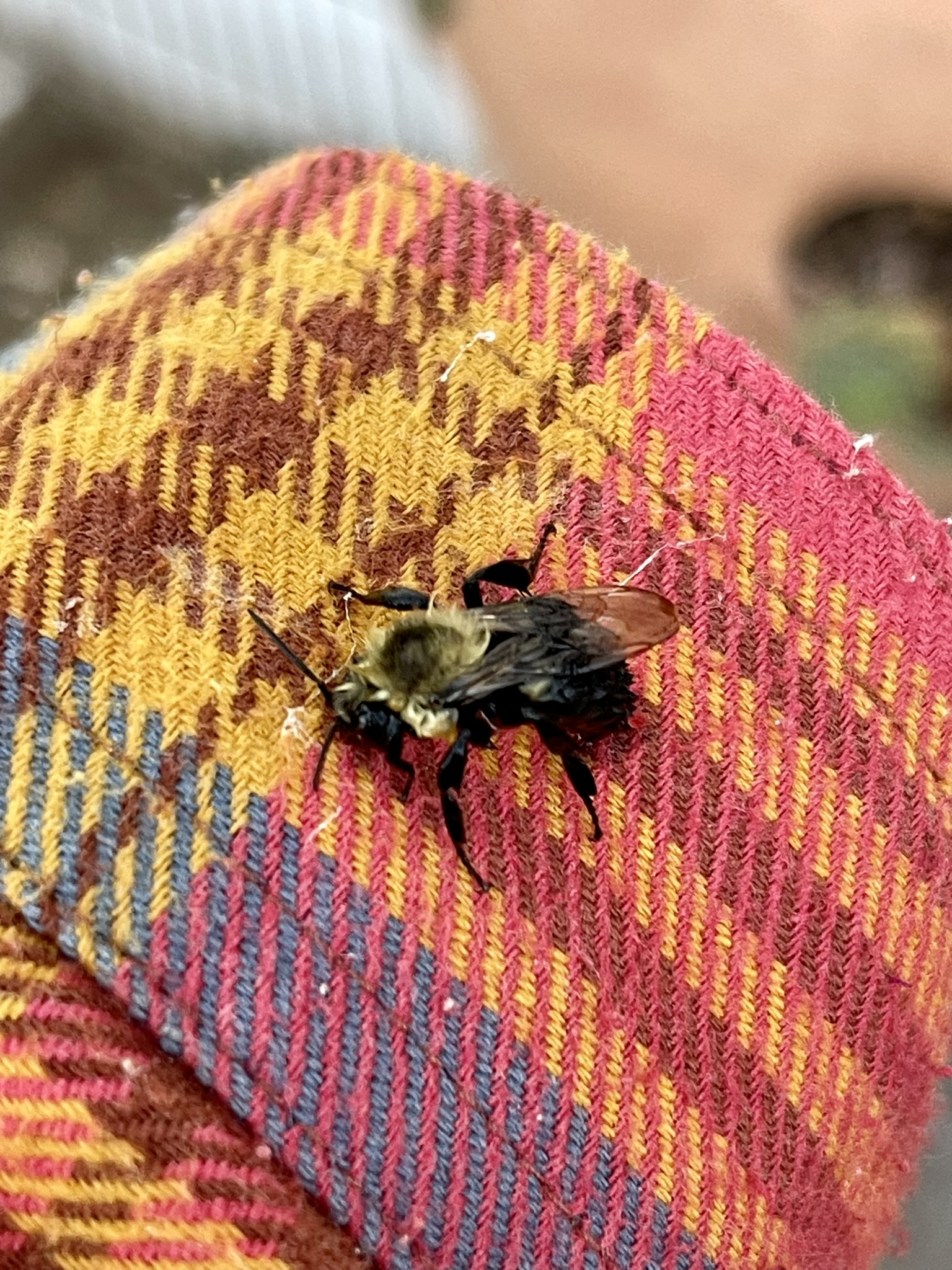 A drowsy bumblebee resting on a jewel-toned knit glove, lethargic from the cold — slow and docile