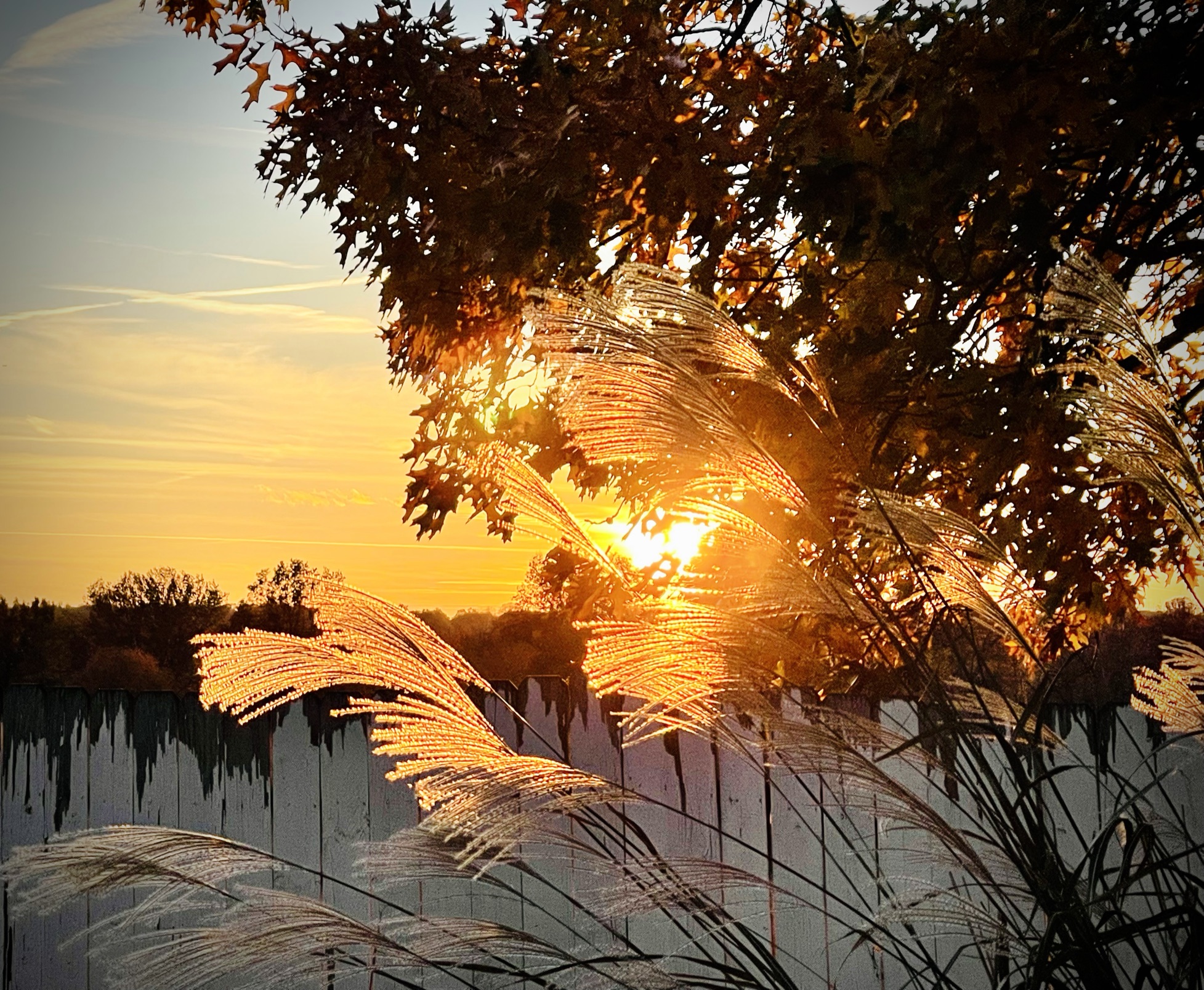 Ornamental grasses catch fire in the last light of an October sunset, backlit to silver and gold against the open sky