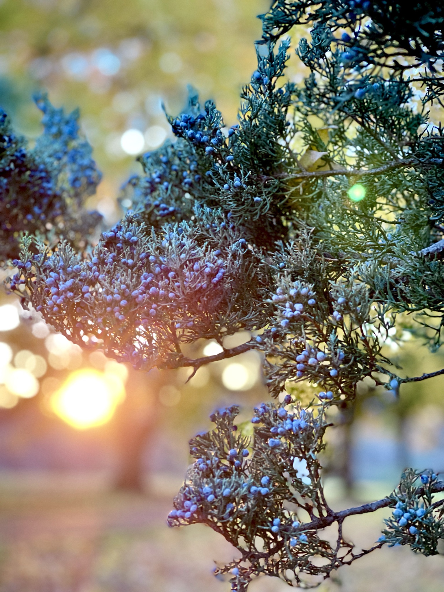 Close-up of juniper berries in dusty blue-purple clusters, a setting sun burning bokeh orange through the branches