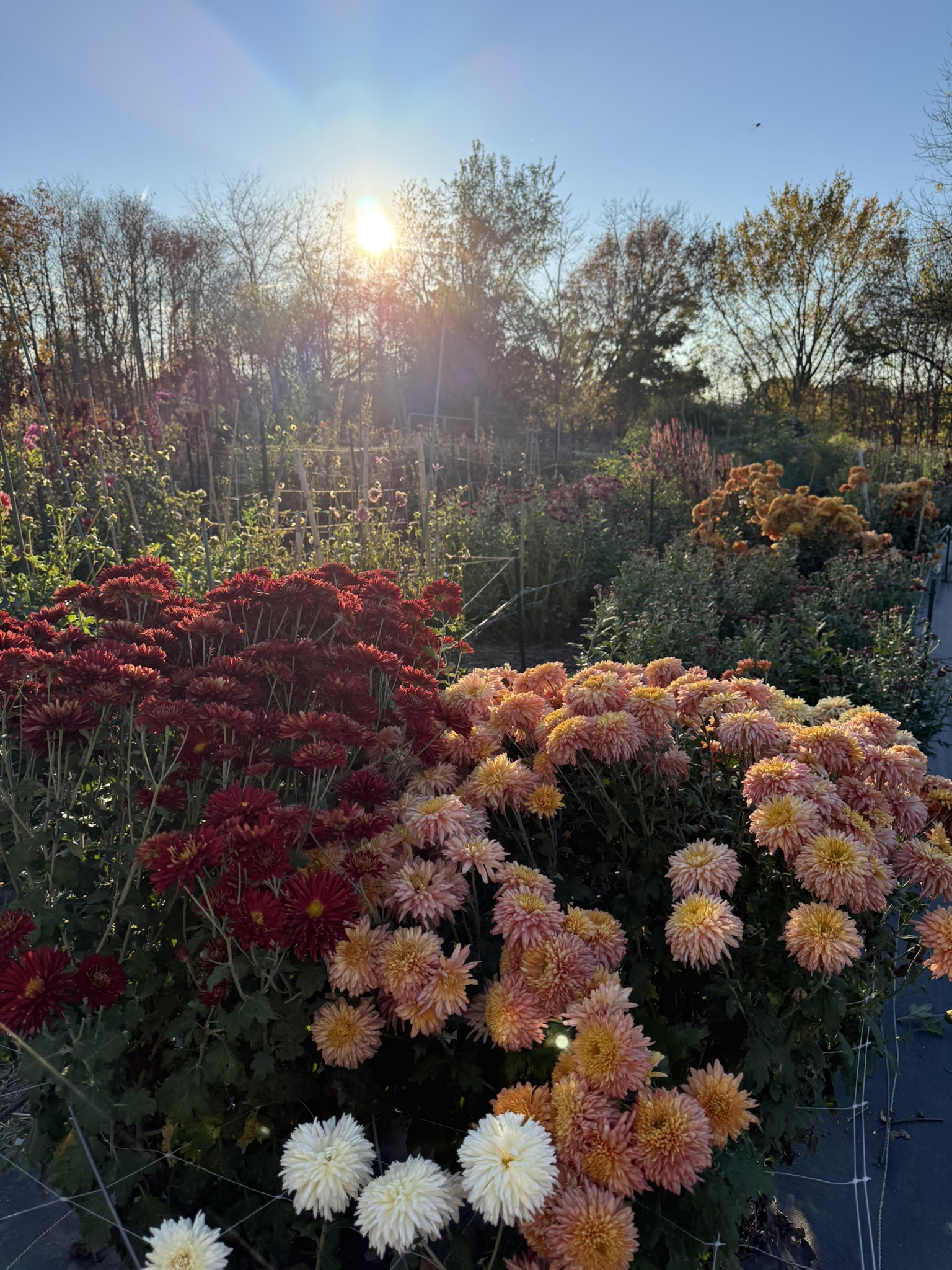 Crimson and peach heirloom mums blazing in the November garden, sun low and luminous behind the bare trees