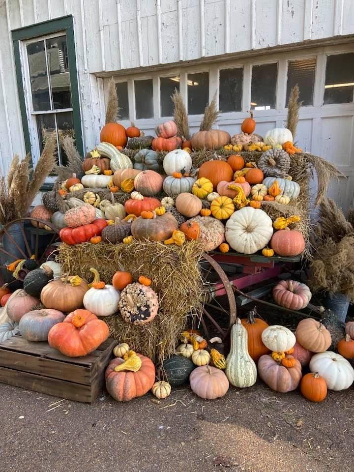 Antique red wagon piled cathedral-high with pumpkins and gourds flanked by pampas grass plumes against the white barn wall