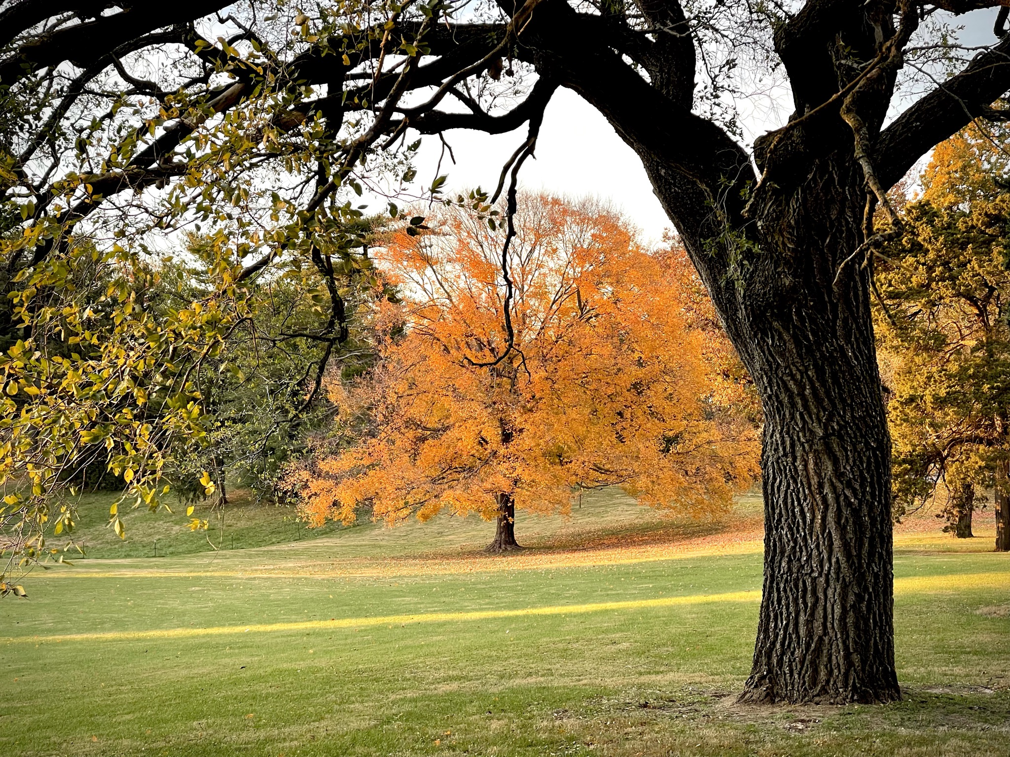 An orange-leafed silver maple glows at the center of the estate lawn, framed by the dark bark of a massive old tree in the foreground