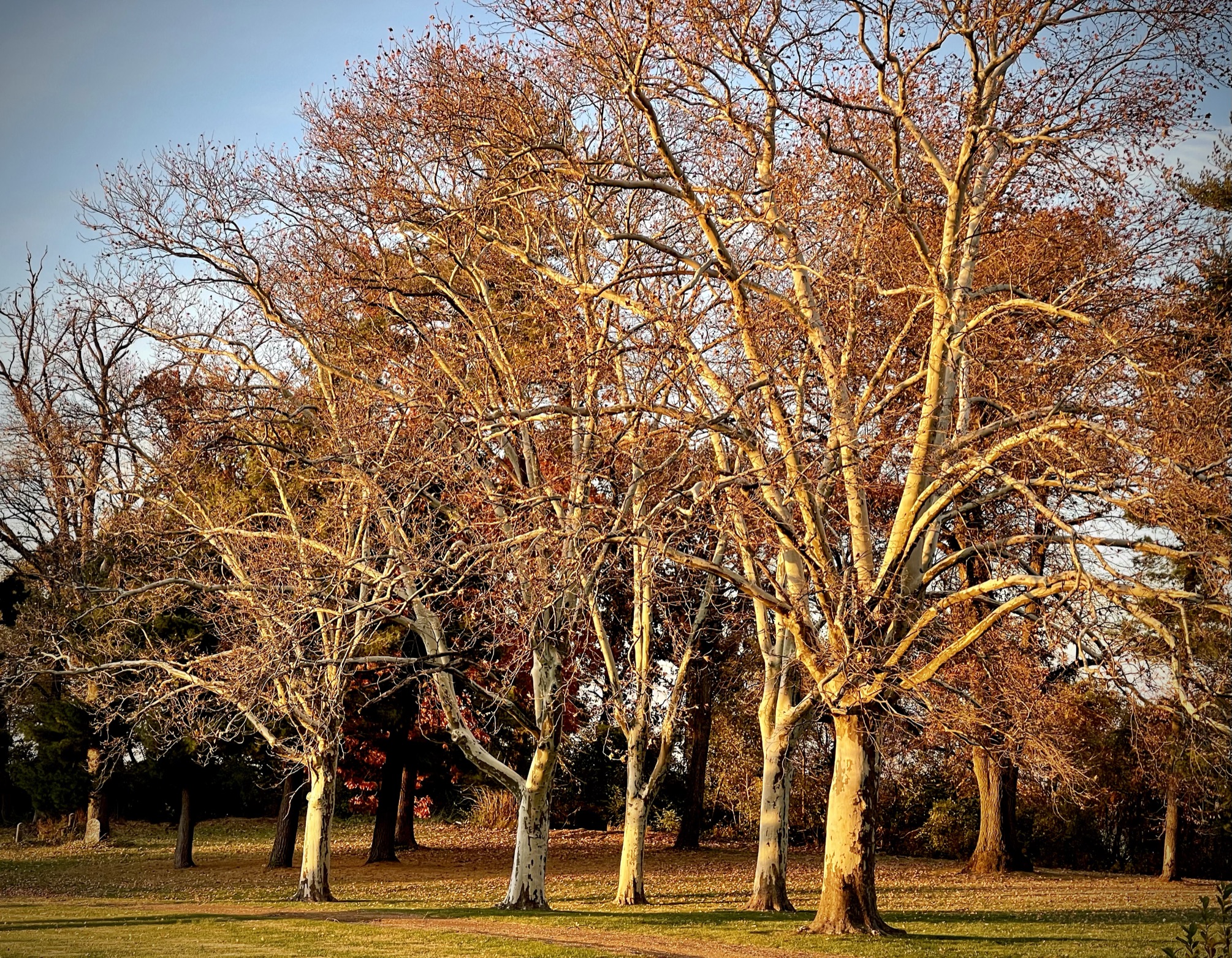 A colonnade of bare sycamore trees with glowing white bark, branches spreading wide against a clear November sky