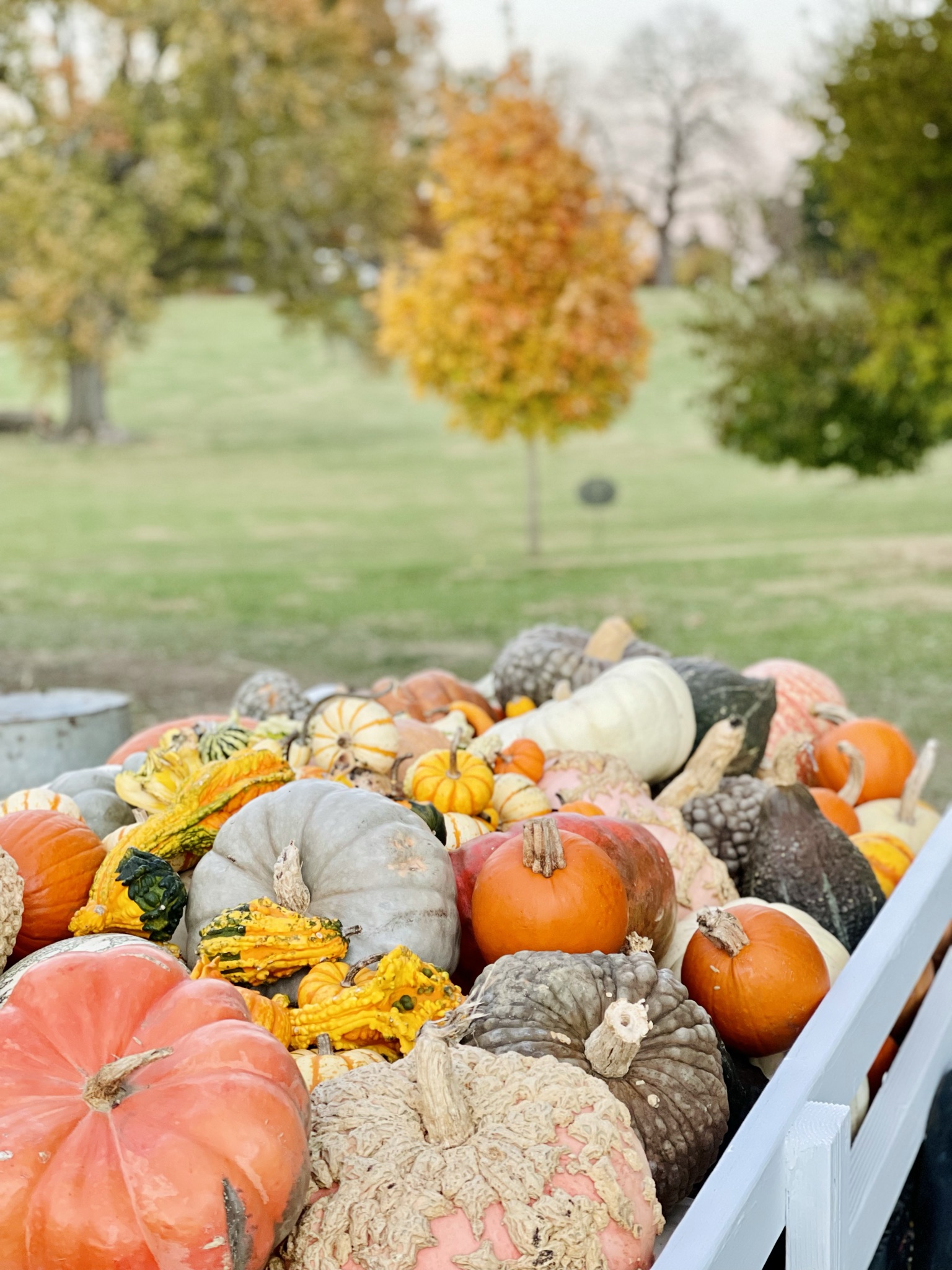 White farm wagon heaped with heirloom pumpkins and gourds in every color, a turning tree glowing orange in the background