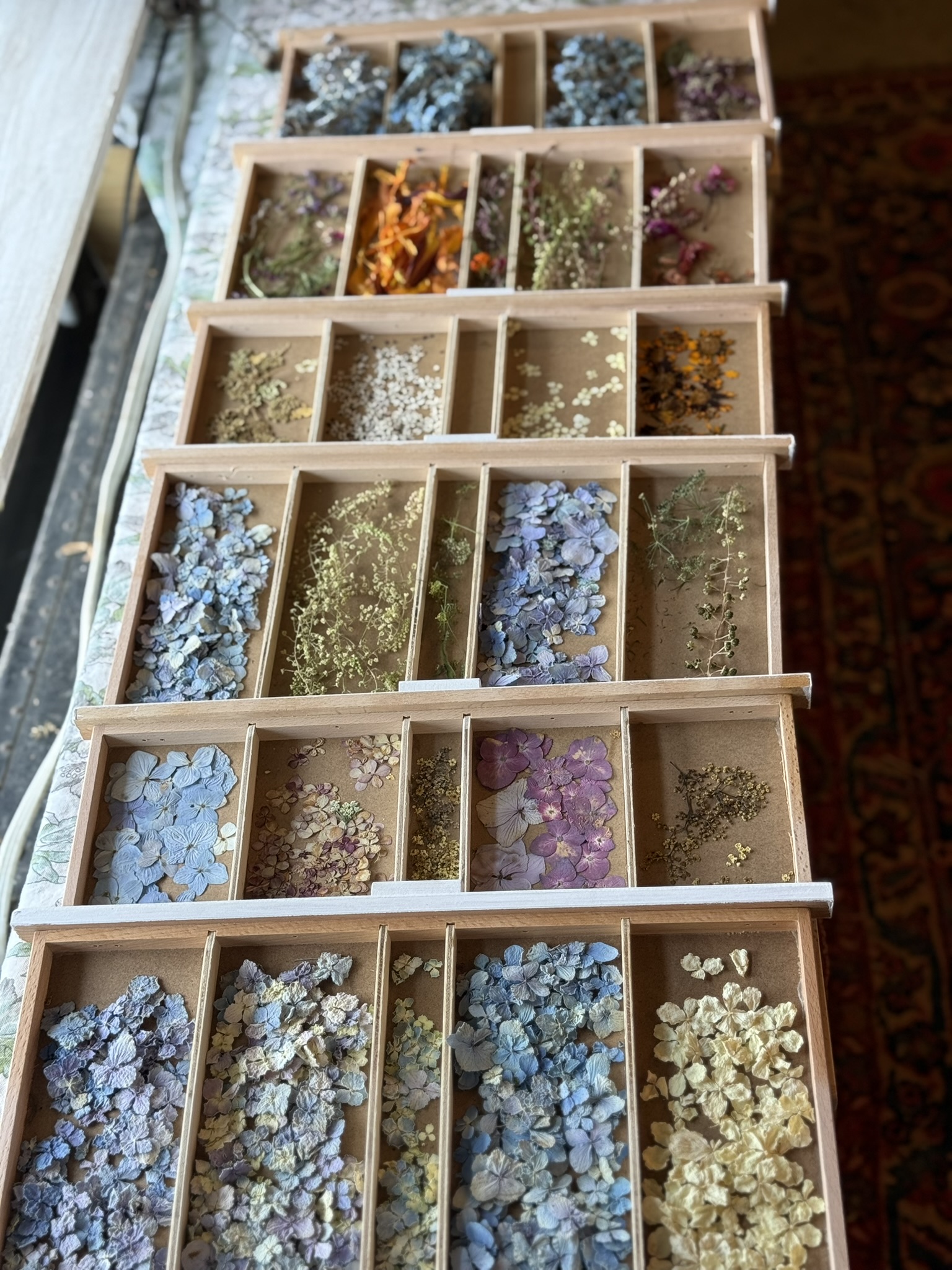Sorted botanical specimens
