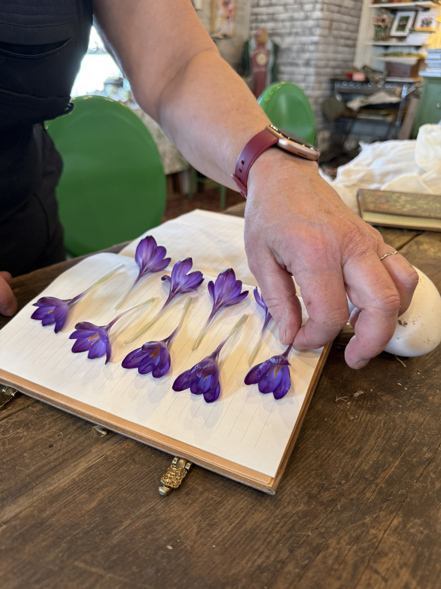 Pressing crocuses into a notebook