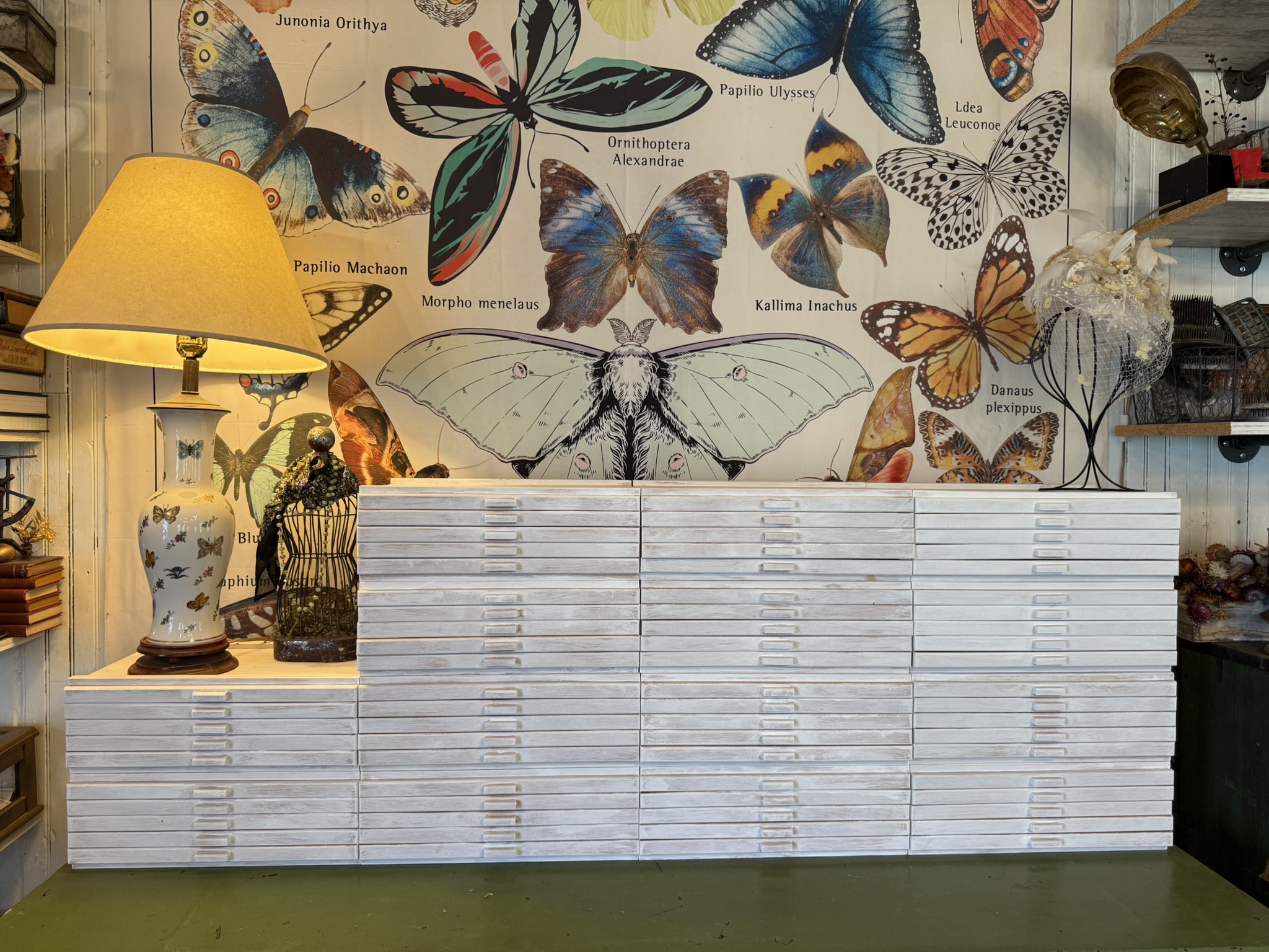 The specimen drawers