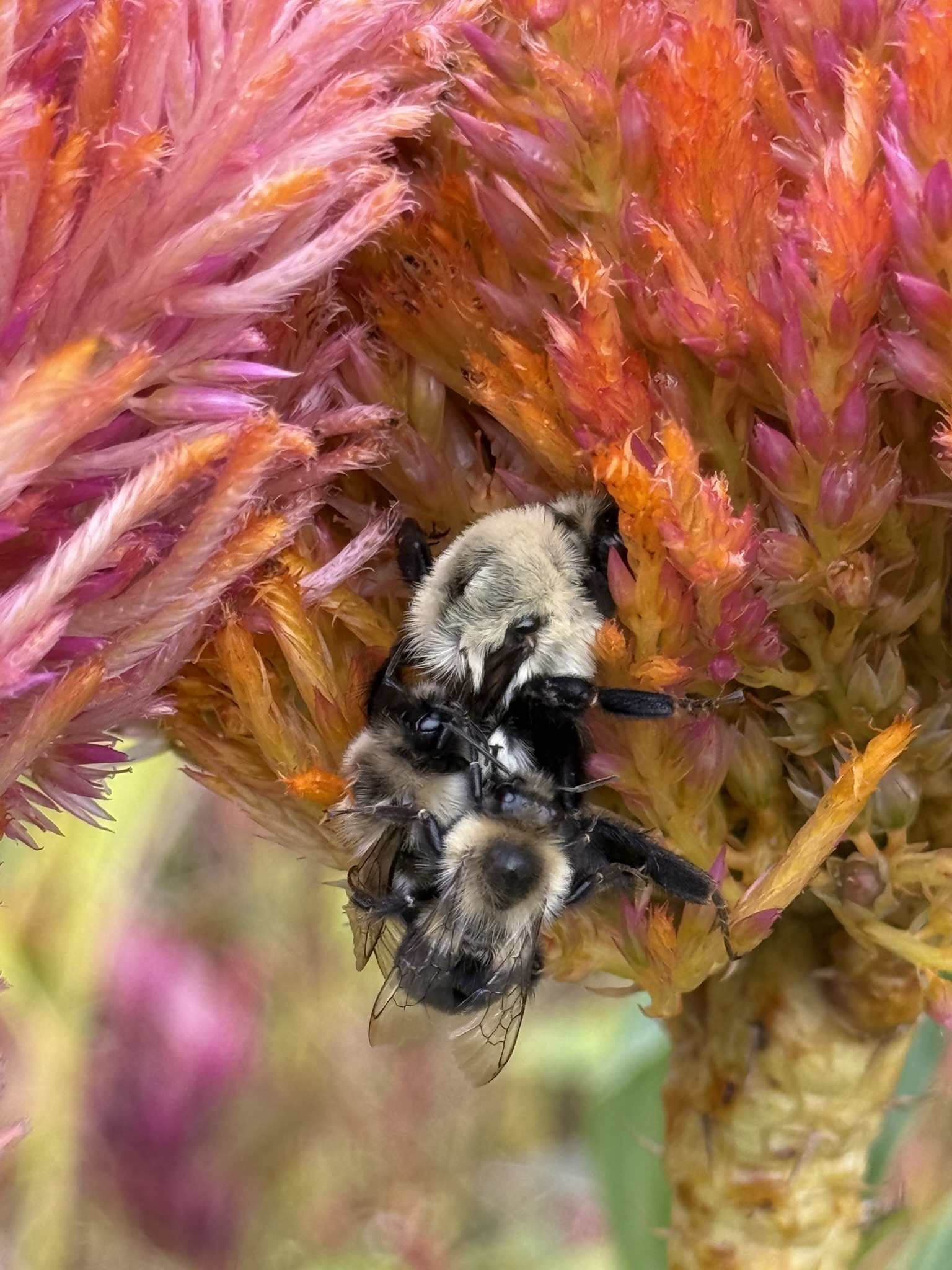 One large bumblebee on a dried cockscomb head with two smaller bees clinging on top of her — a collision of competing interests
