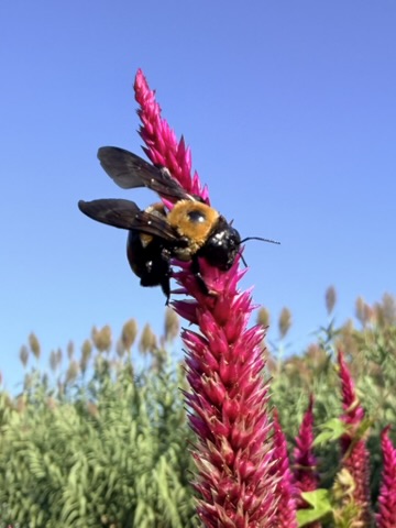 Bumblebee at the very tip of a deep magenta celosia spike — blue sky behind, field of spikes receding