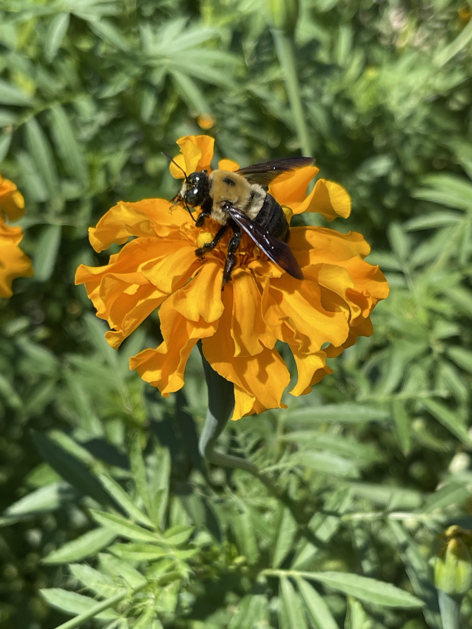 Carpenter bee — large, glossy black, visibly larger than any bumblebee — working a celosia flower