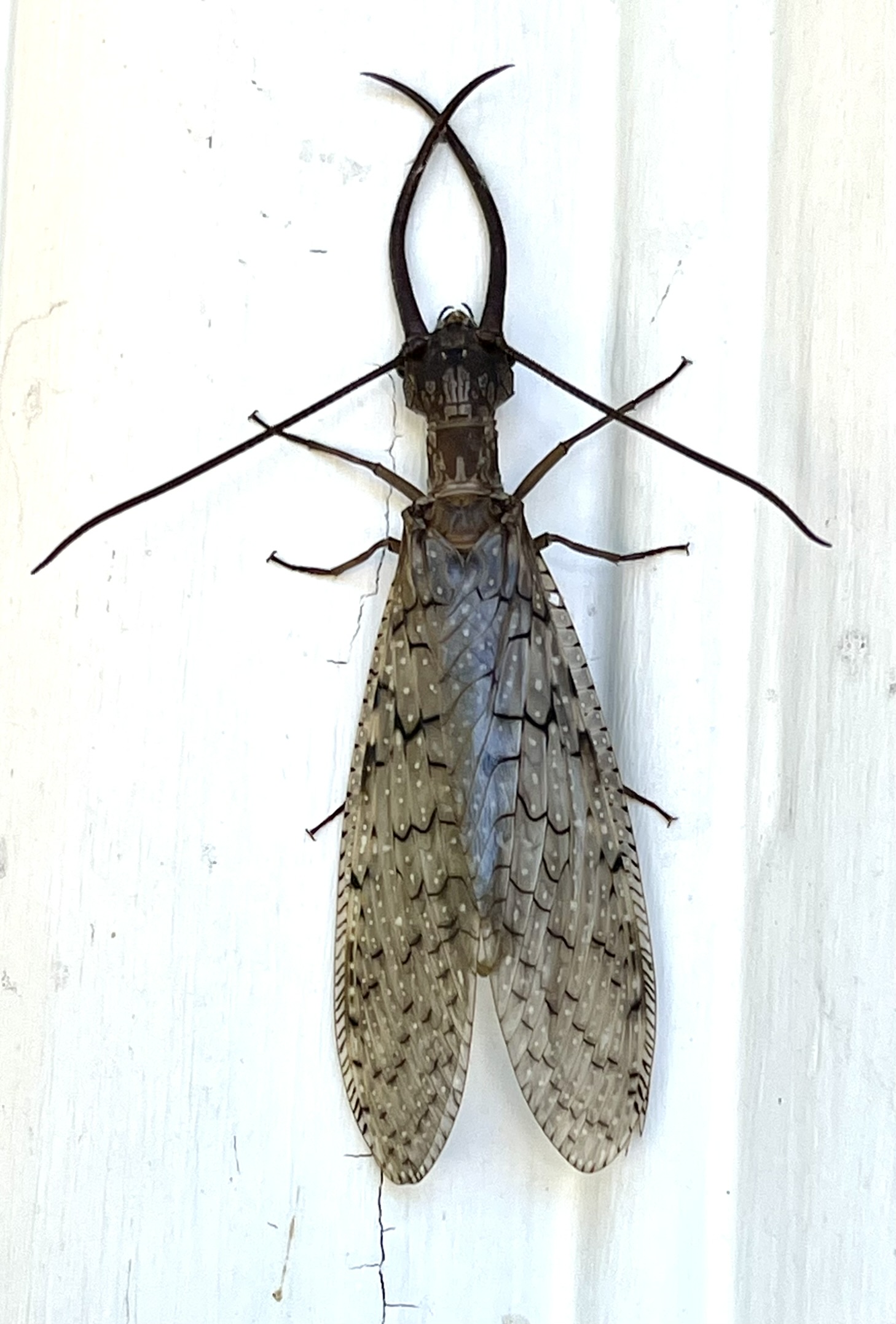 Dobsonfly — massive wingspan, long curved mandibles, prehistoric in every detail — pinned against a white surface