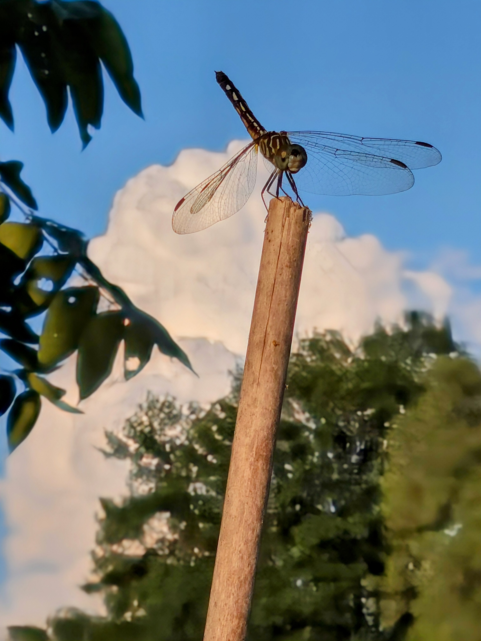 Dragonfly perched on a post tip — translucent wings held flat, sky behind