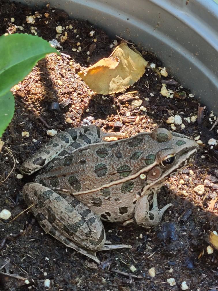 Leopard frog — spotted, fully alert — settled into the soil of a garden container