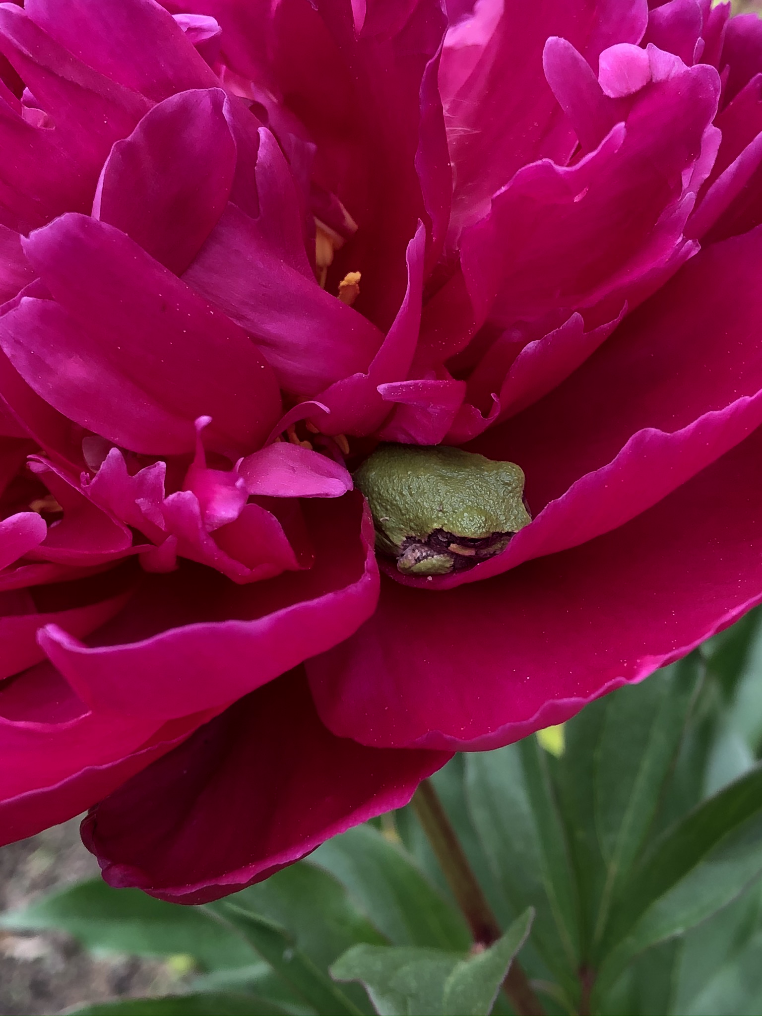 Gray tree frog wedged into the center of a magenta peony — just the face showing through the petals