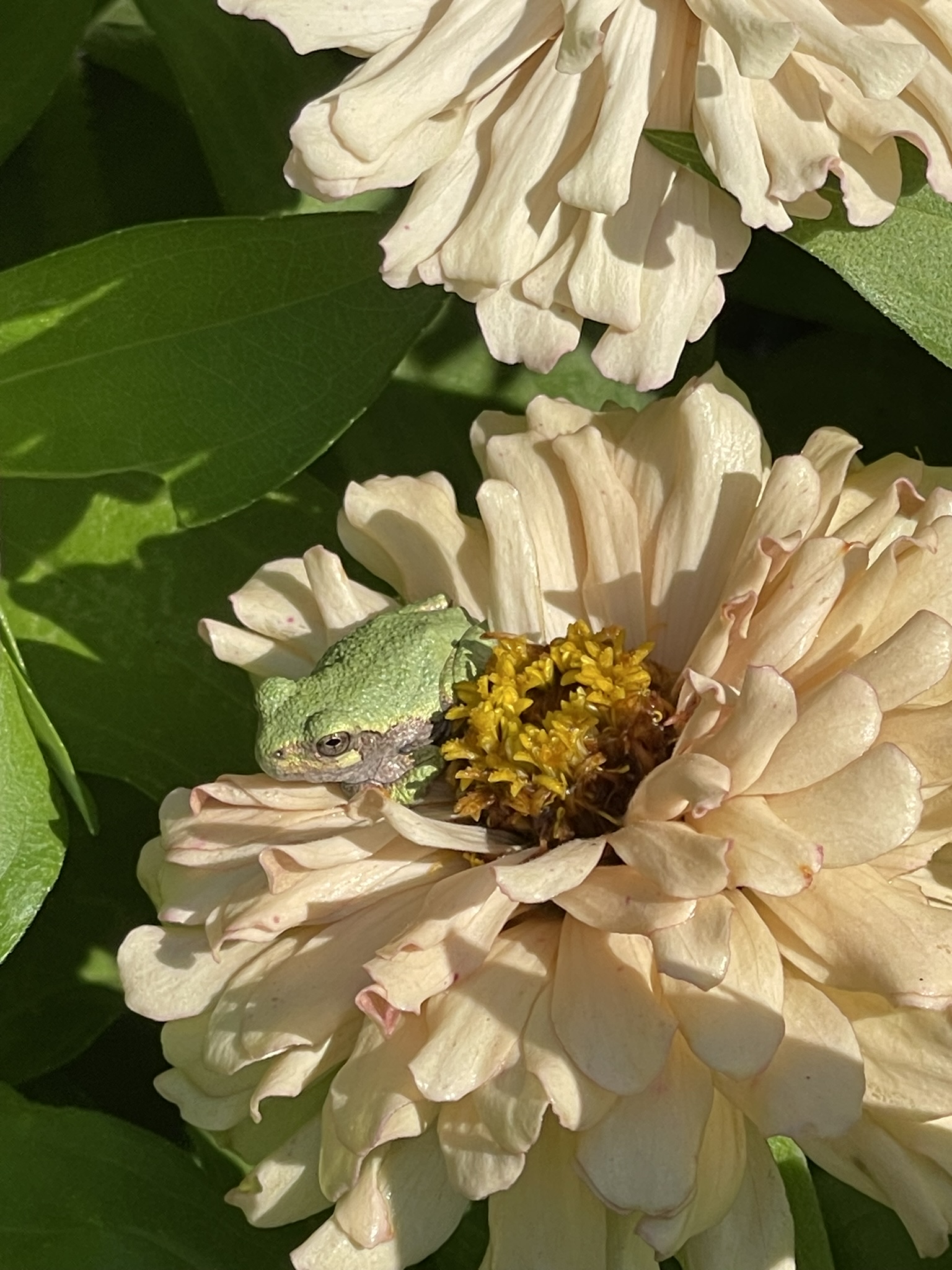 Gray tree frog settled into the center of a cream zinnia bloom — eyes just visible