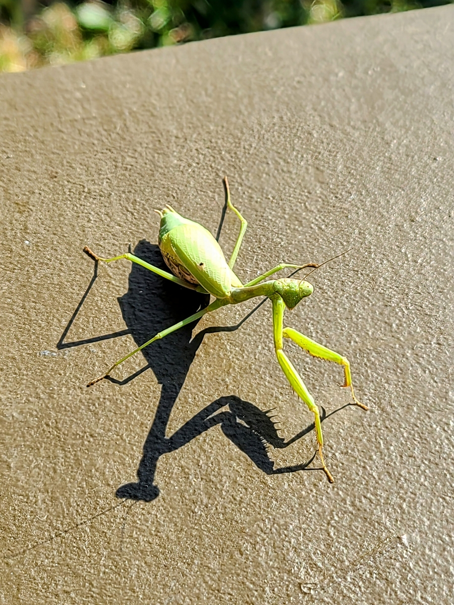 Praying mantis on a sunlit wall — casting a long shadow twice its size, completely still