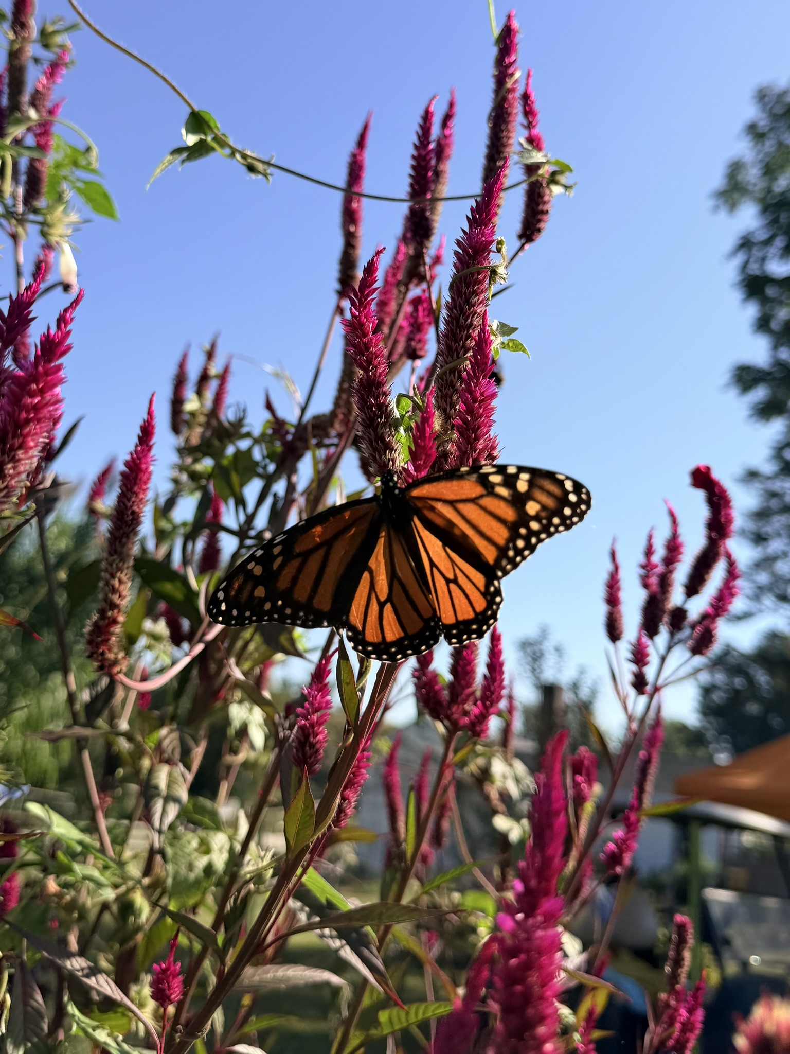 Monarch butterfly — wings fully open — on a magenta celosia spike against deep blue sky