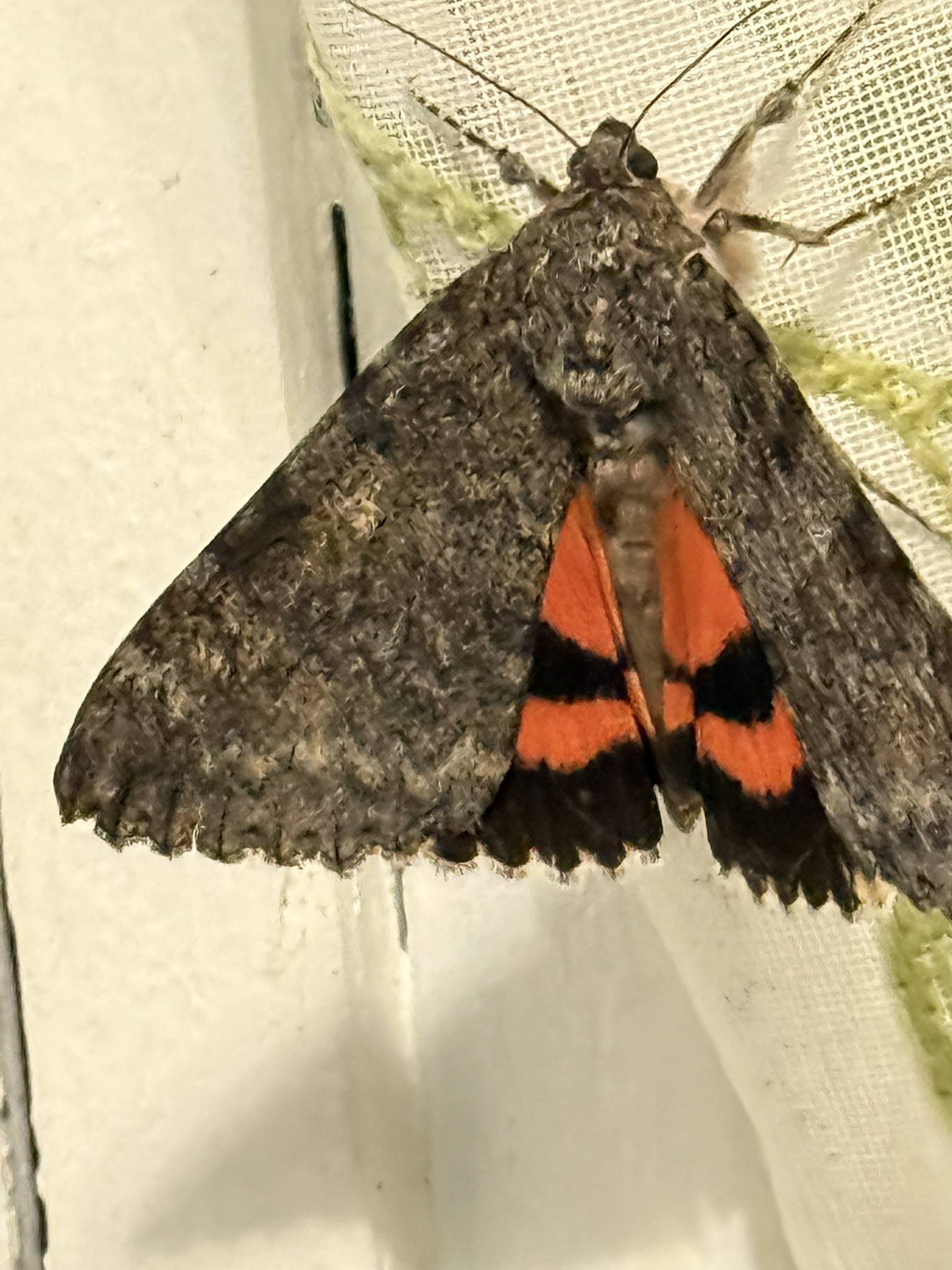 Moth resting — gray outer wings spread, revealing a glimpse of vivid orange-red underwings beneath