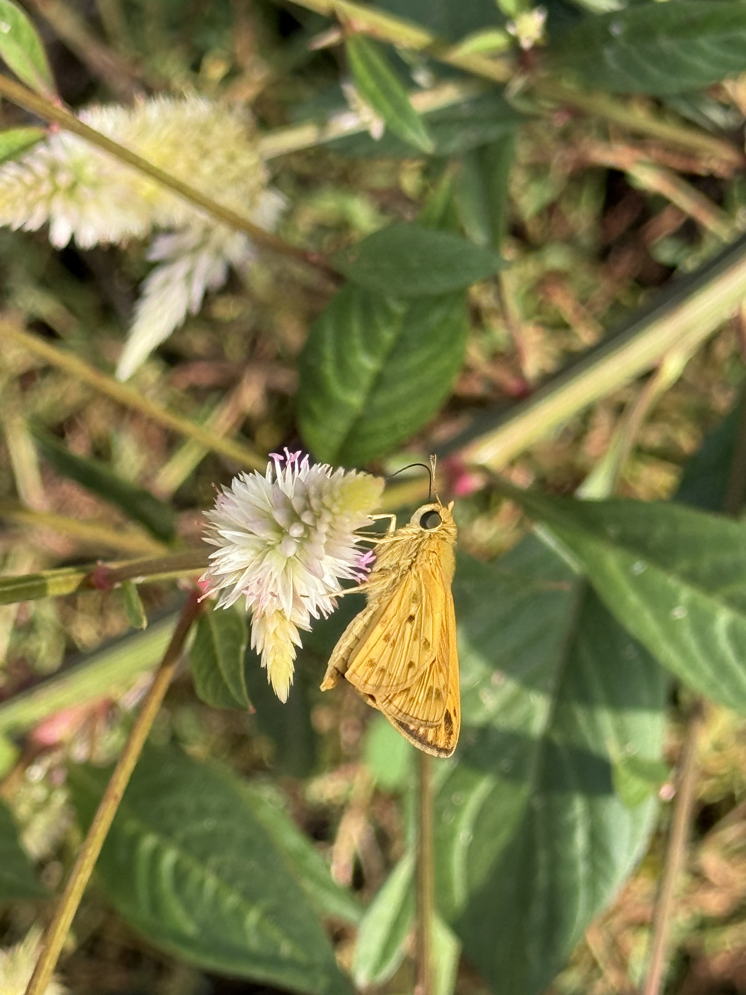 Skipper butterfly — small, amber-golden — working a gomphrena globe flower