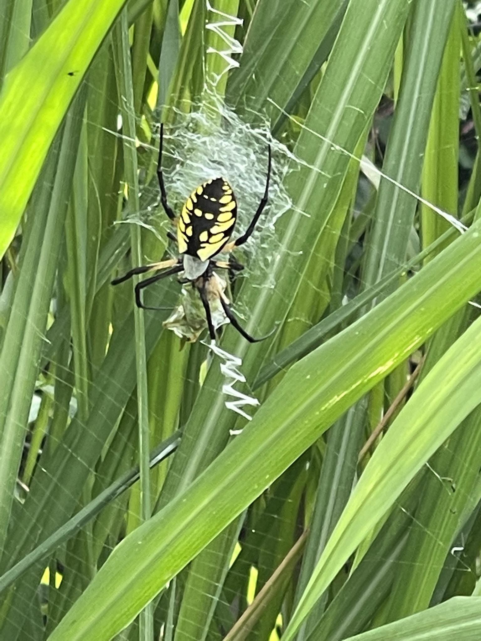 The black and yellow garden spider — Argiope aurantia — at the center of her web, the zigzag stabilimentum running down the middle