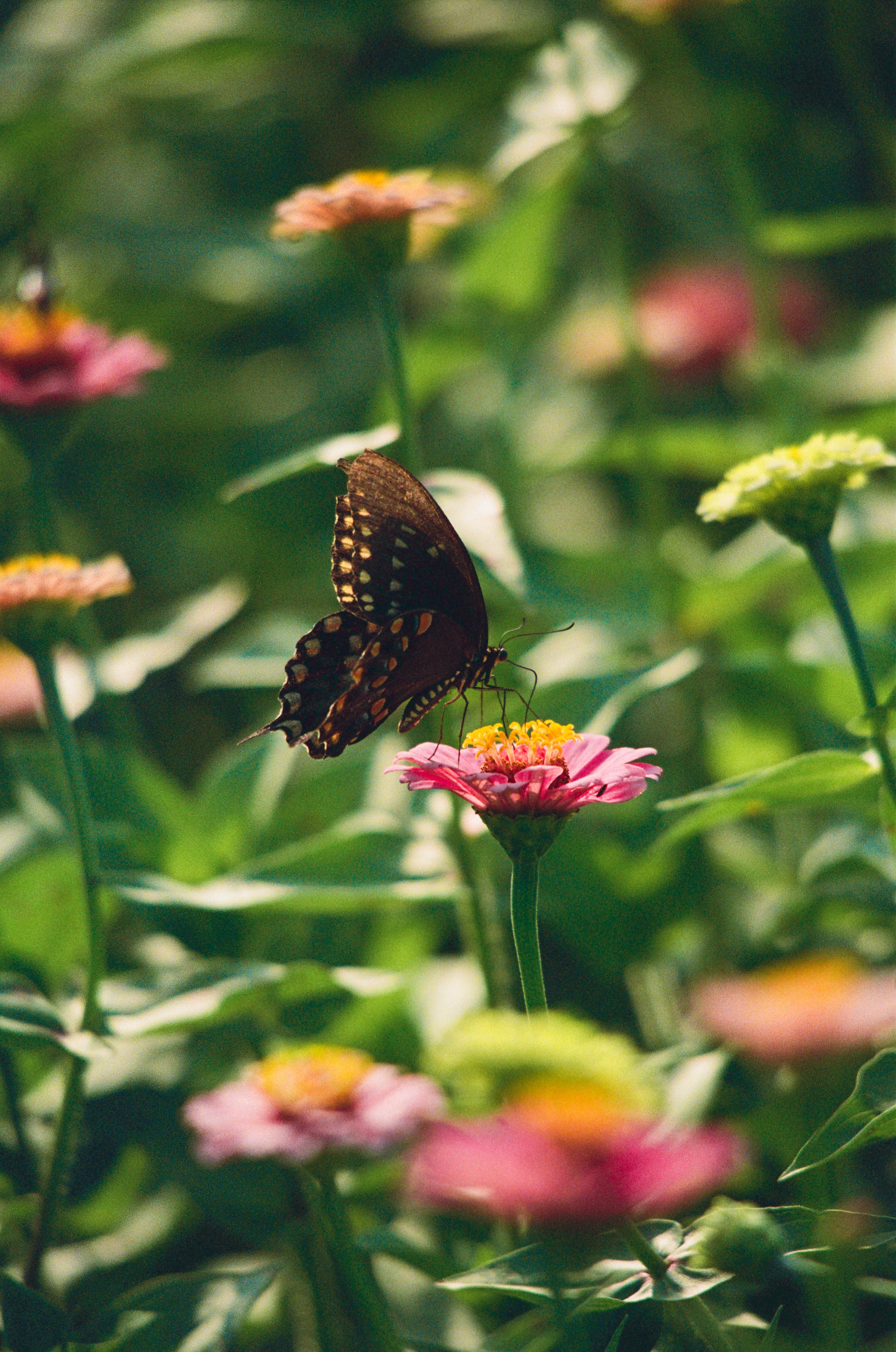 Black Swallowtail butterfly working through the zinnia rows — film photograph