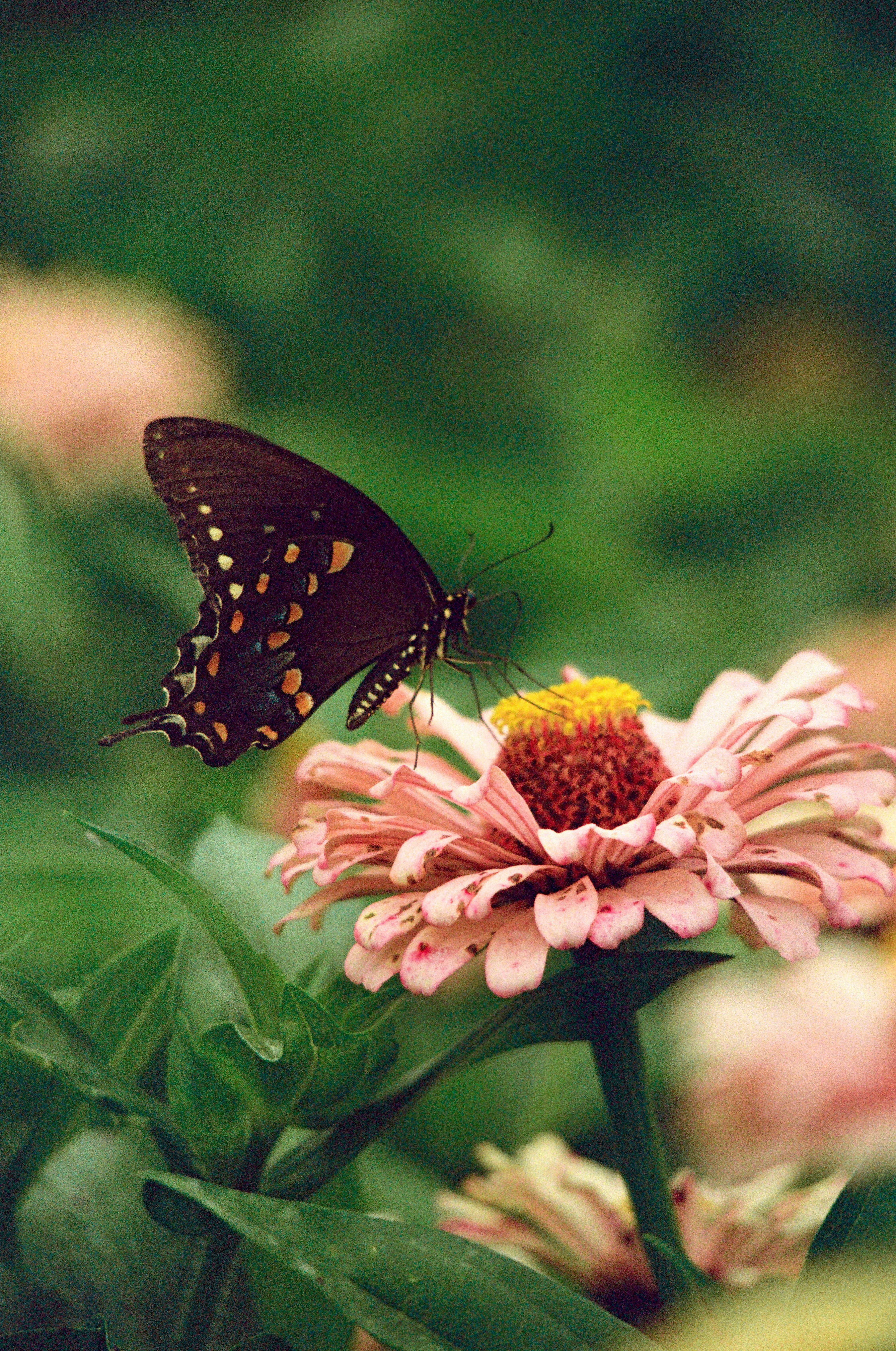Black Swallowtail on a pale pink zinnia, close — film photograph