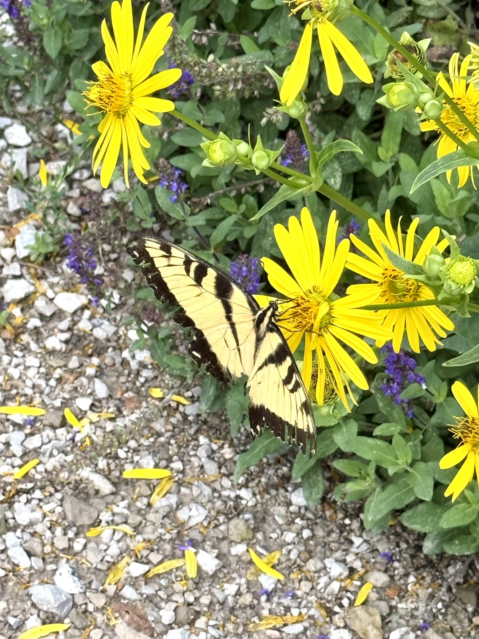 Eastern Tiger Swallowtail — yellow and black, wingspan enormous — feeding on yellow daisy flowers