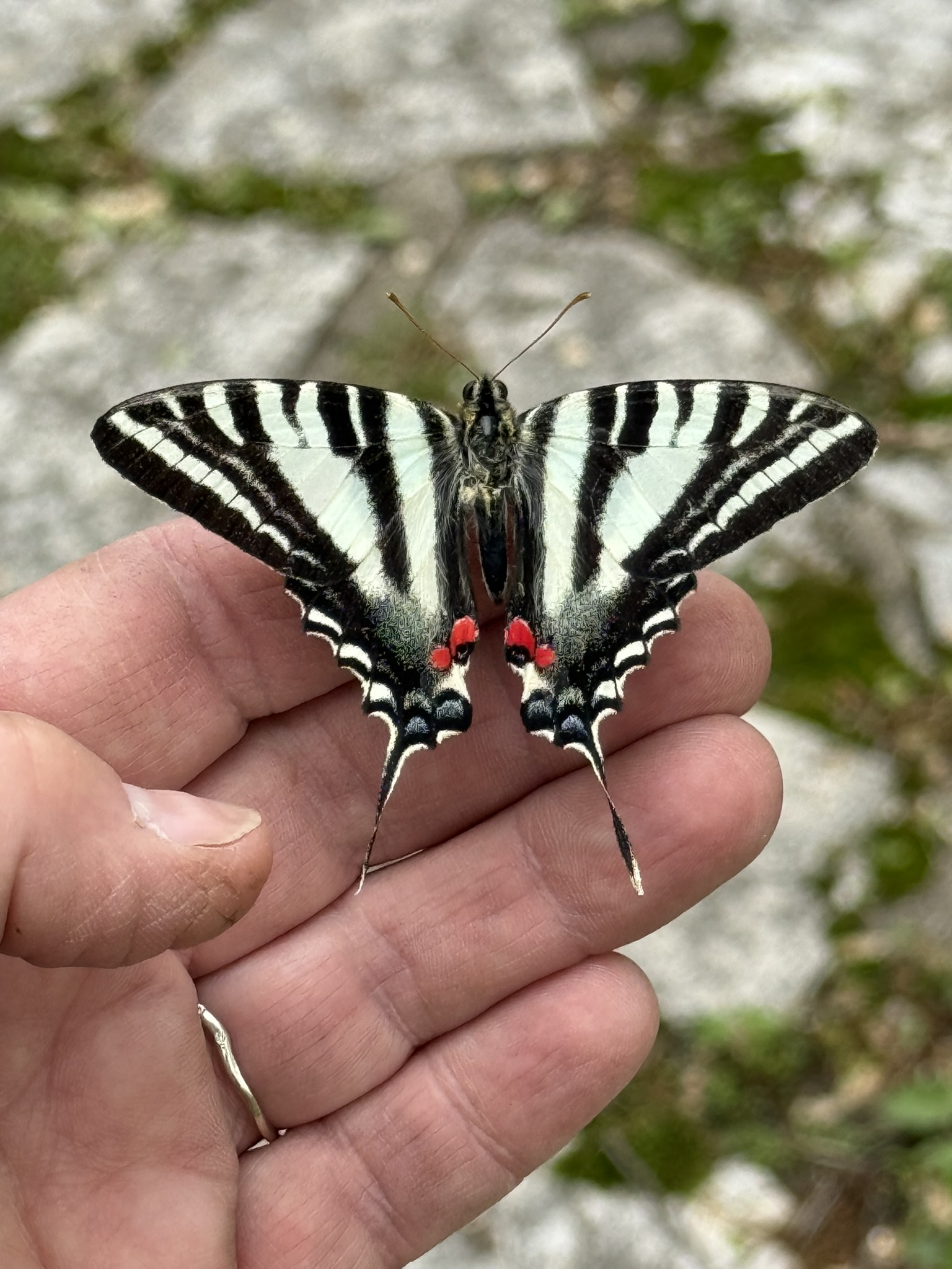 Zebra Swallowtail — black and white striped wings with vivid red and blue eye-spots — resting on an open palm