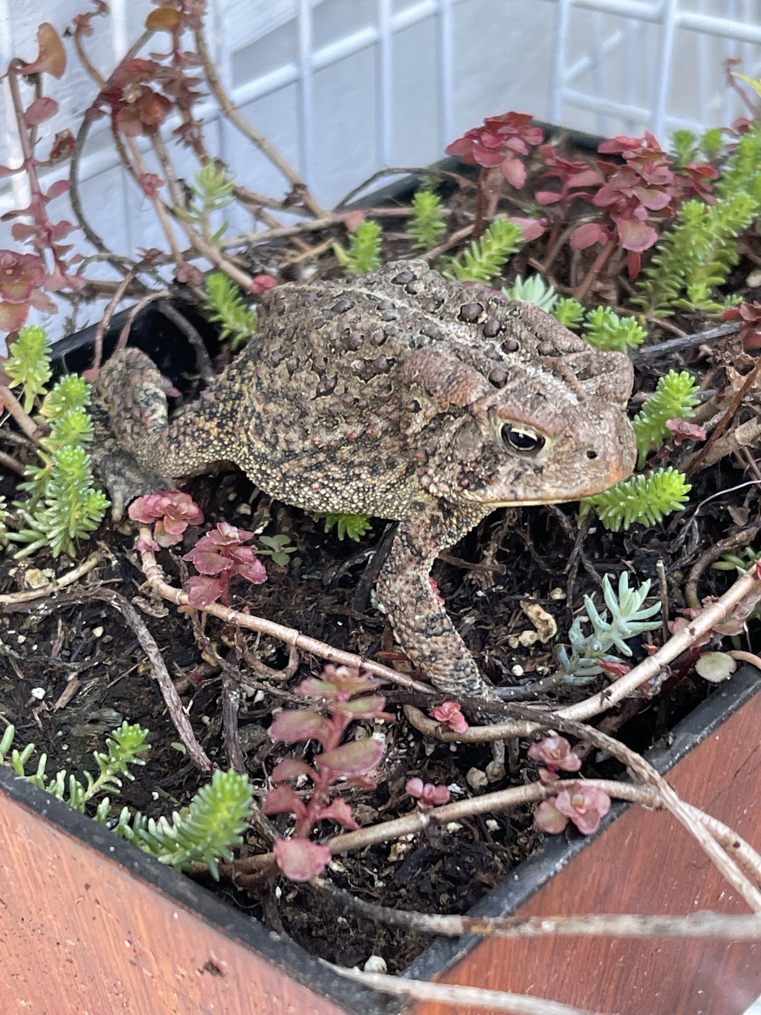 Toad nestled into a planter of sedum and tiny pink flowers — completely at home
